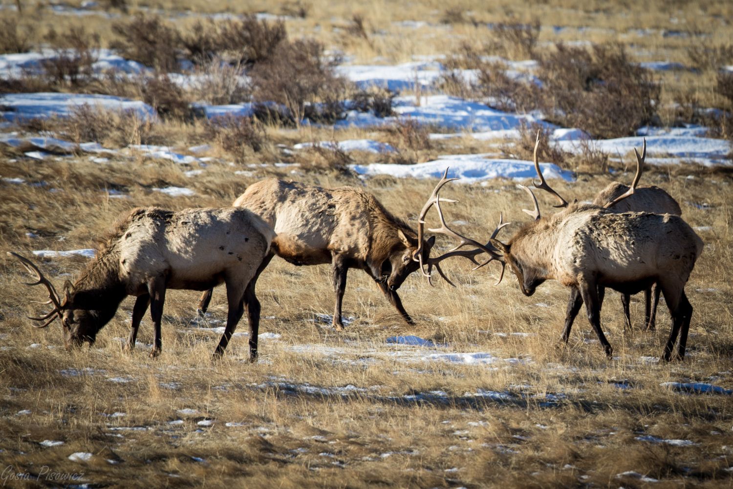 Creekside Retreat - Elk in the Rocky Mountain National Park