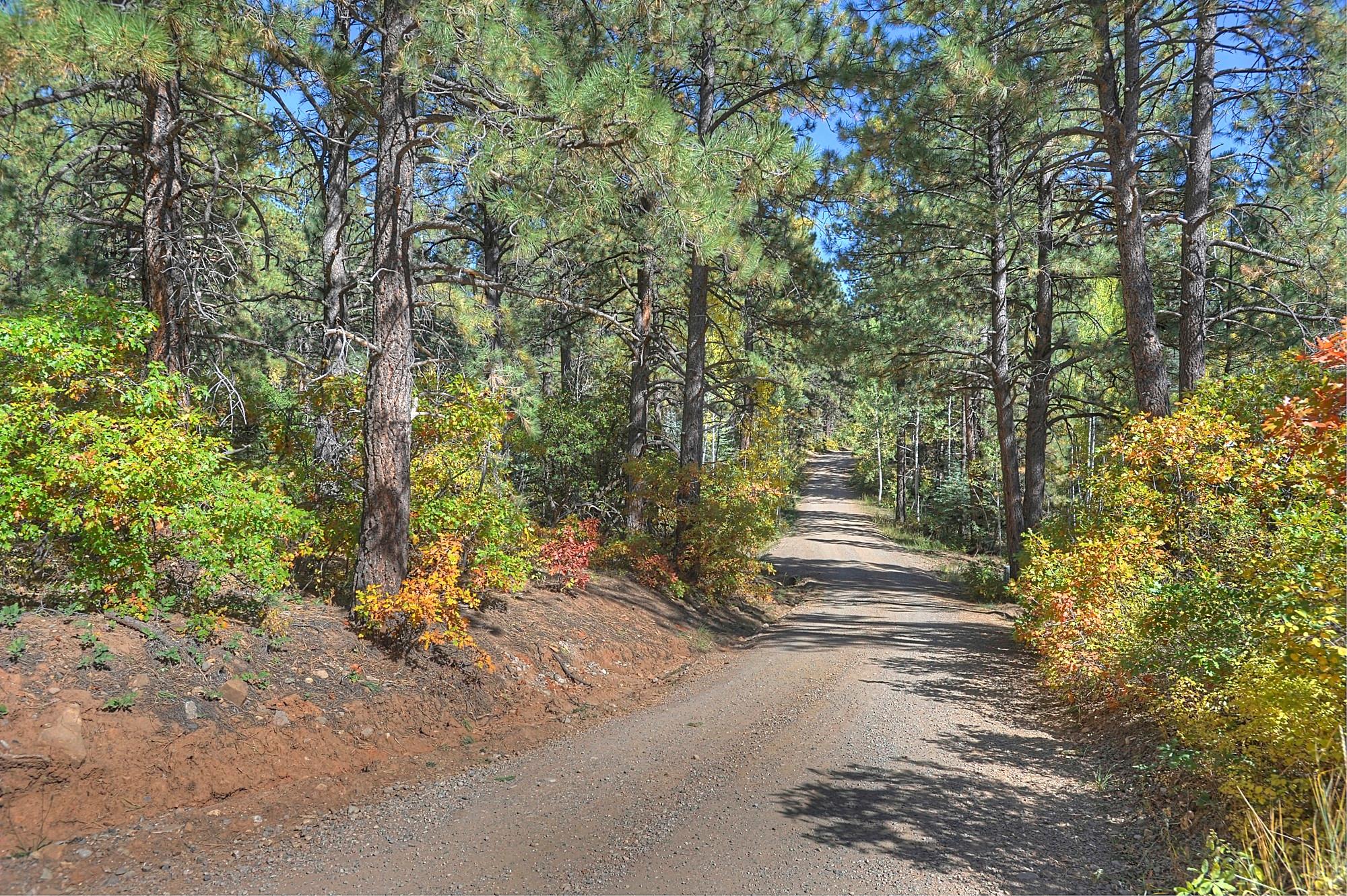 Road leading to the Cabin