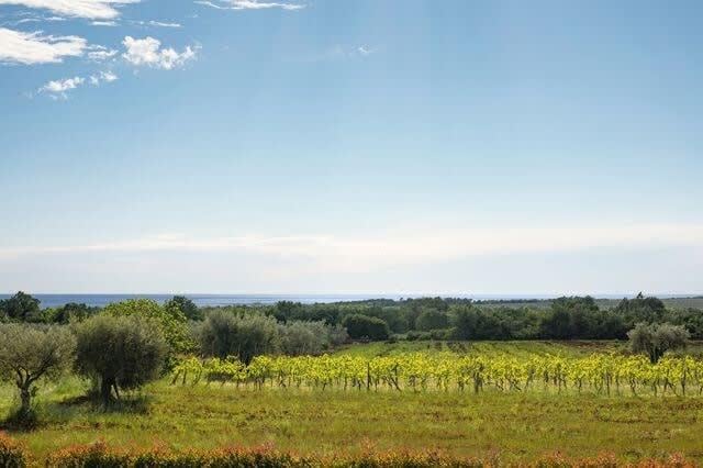 Exquisite Villa Surrounded by Olive Groves