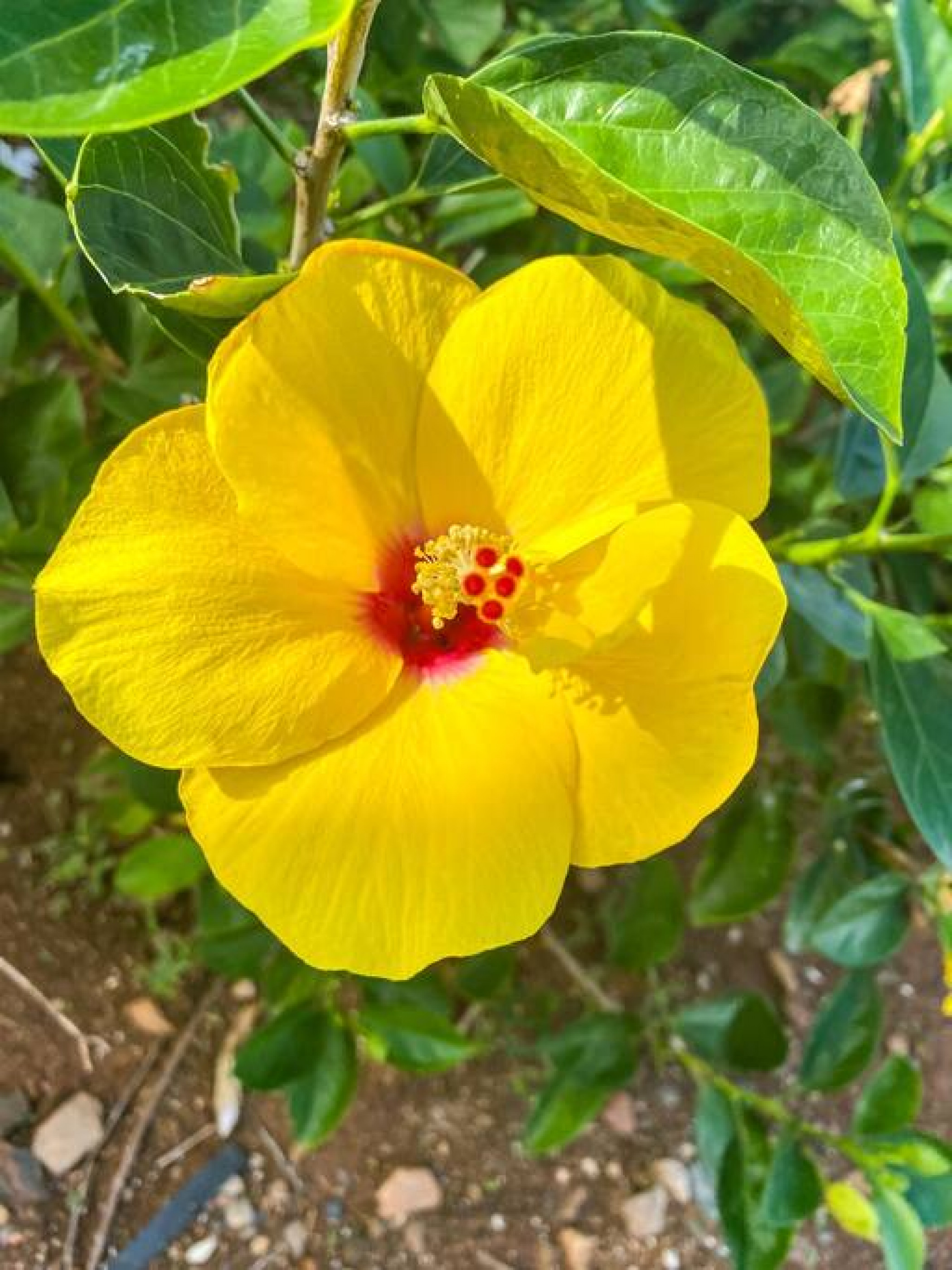 Crystal Blue Persuasion - 1BR condo right on Sapphire Beach, sleeps 4!