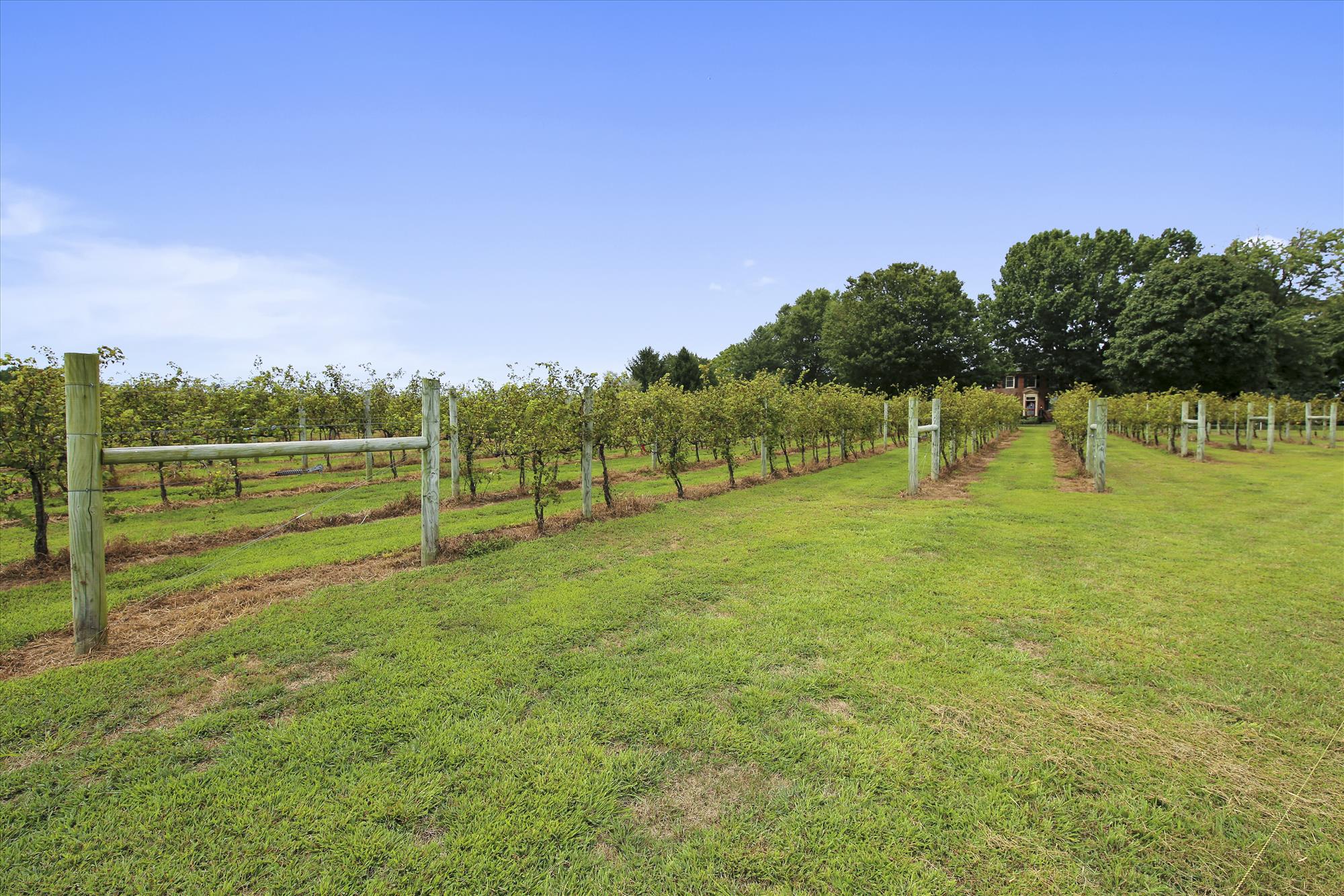 Exterior Vineyard