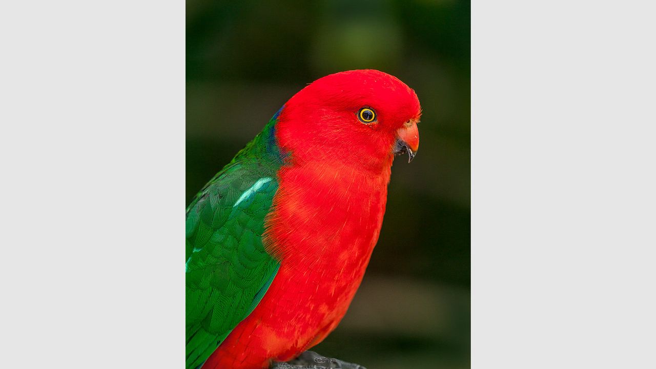 Ocean Magic - Where The Bush Greets The Sea Ocean Magic - Where The Bush Greets The Sea