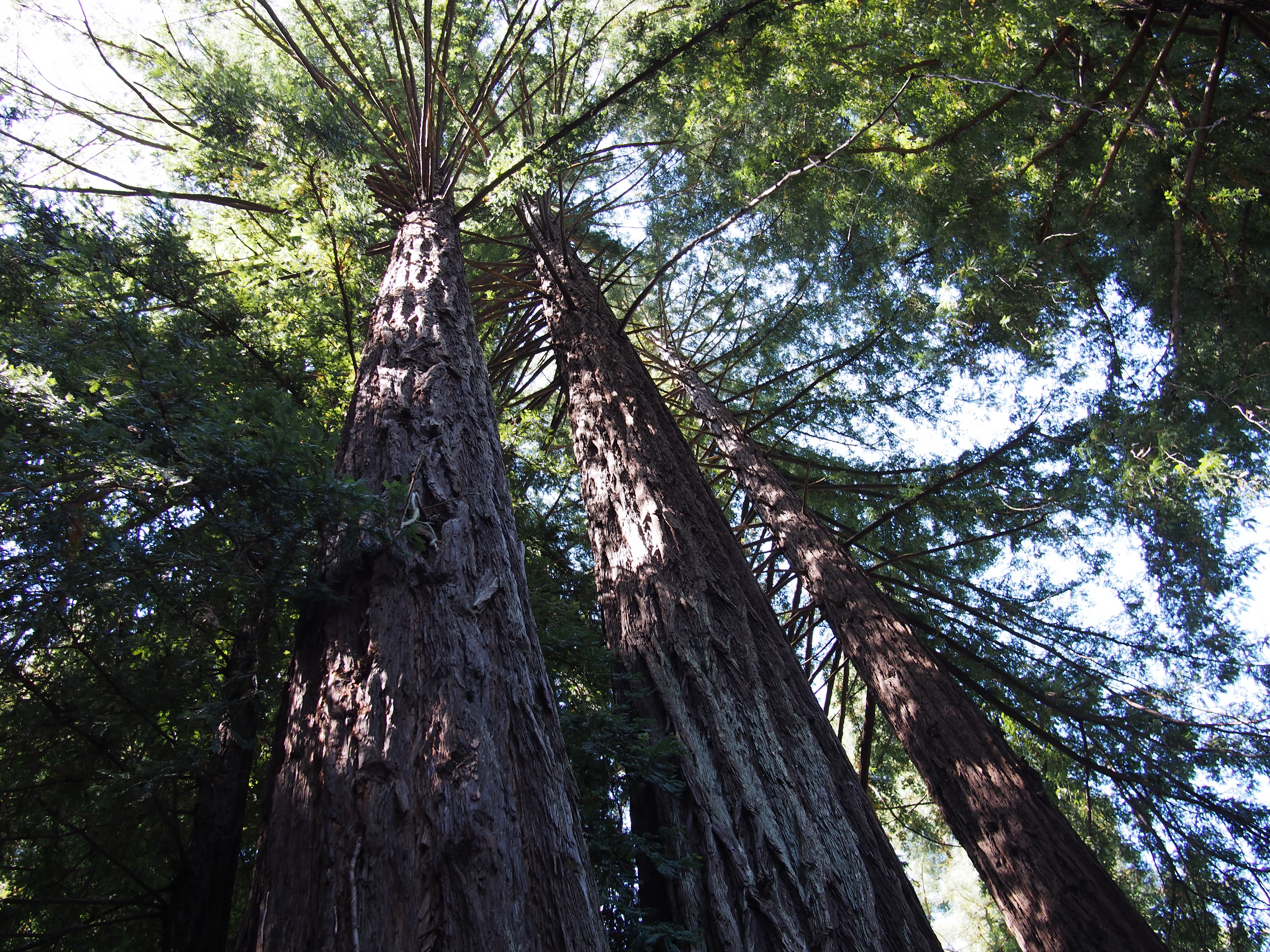 Majestic redwoods in the yard feel like a private forest.