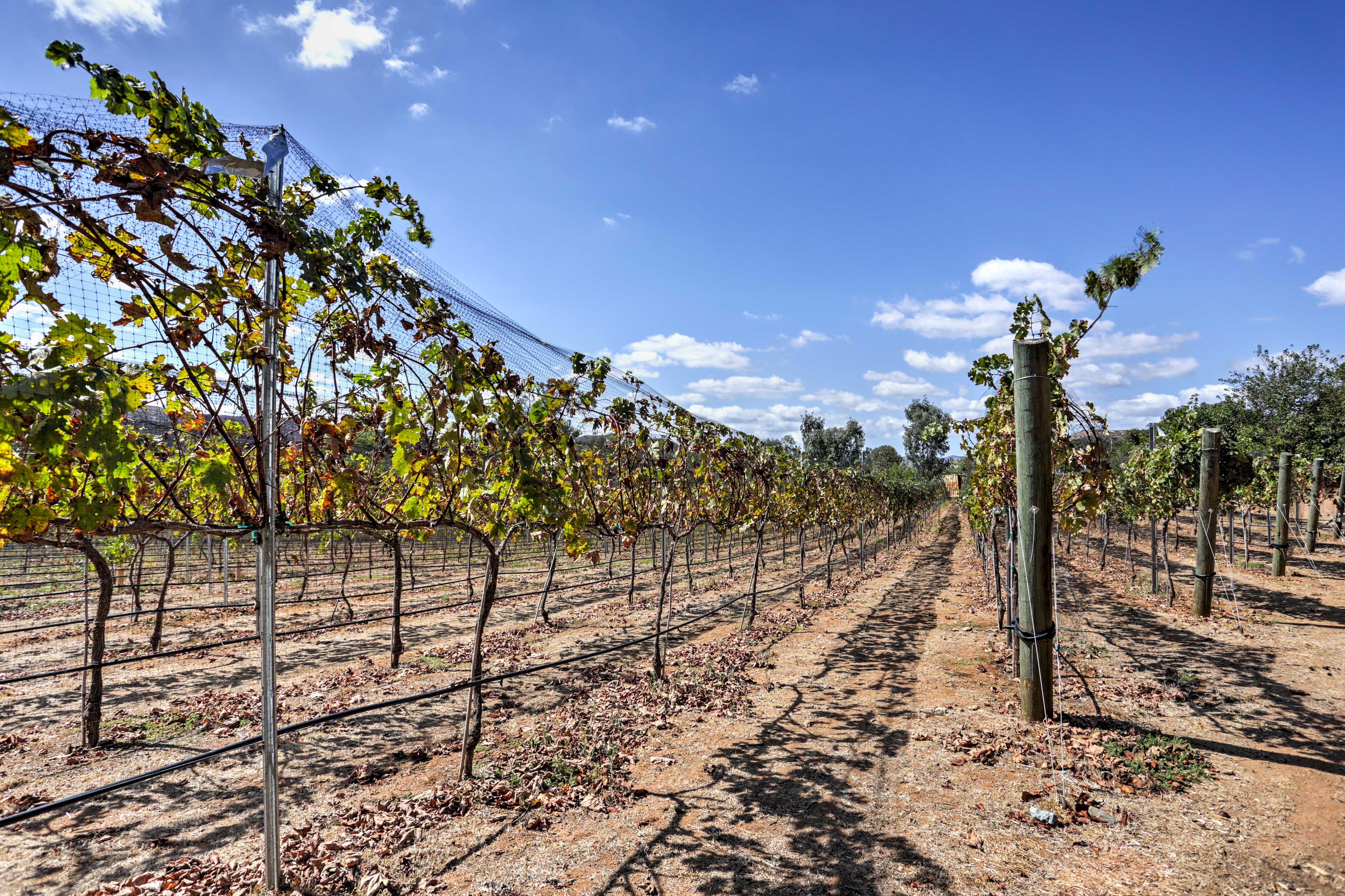 Escondido Vineyard Estate: Walk to Wineries!