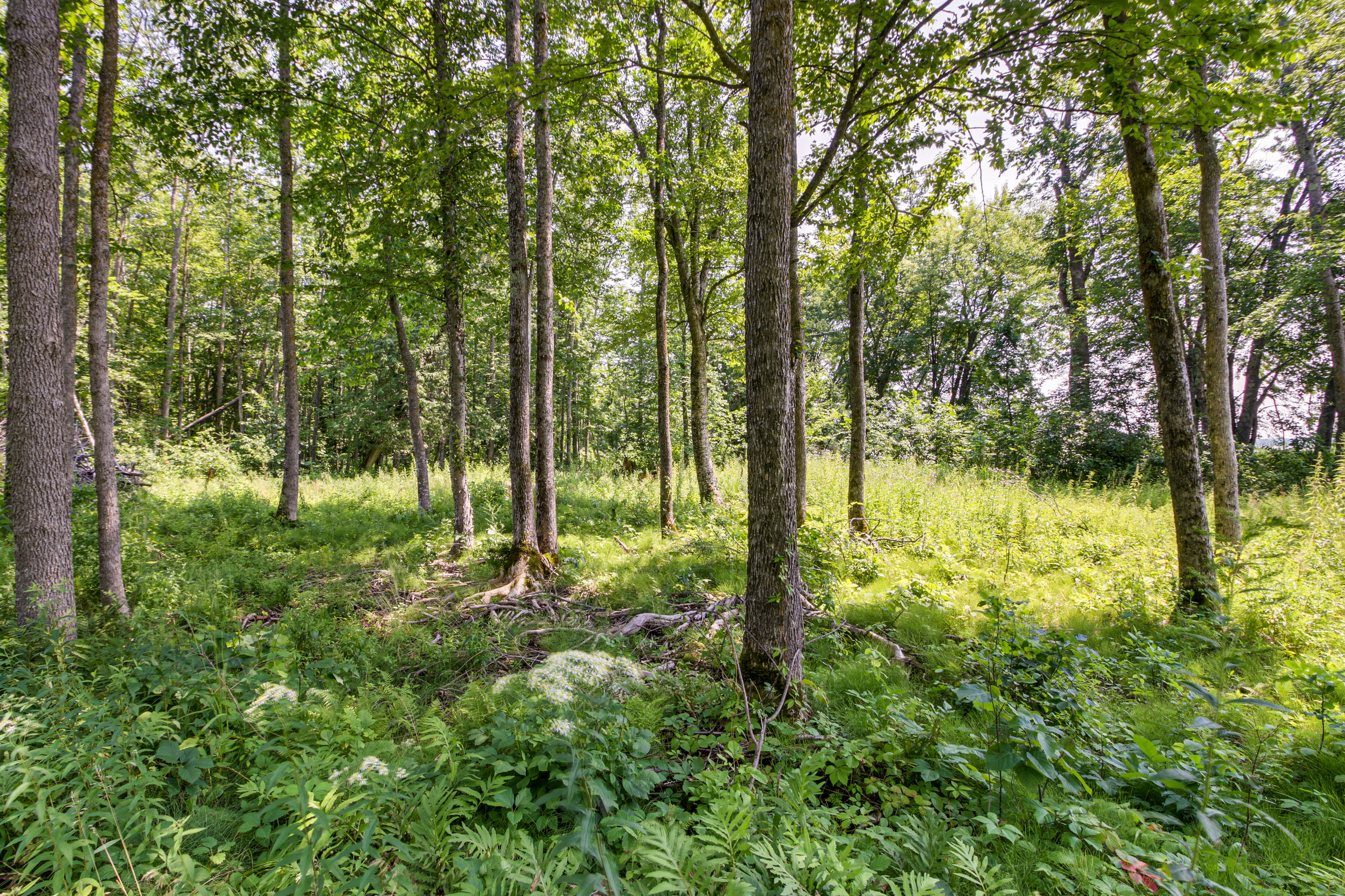 Property Image 1 - Quiet Lakefront Grand Rapids Cabin on 5 Acres