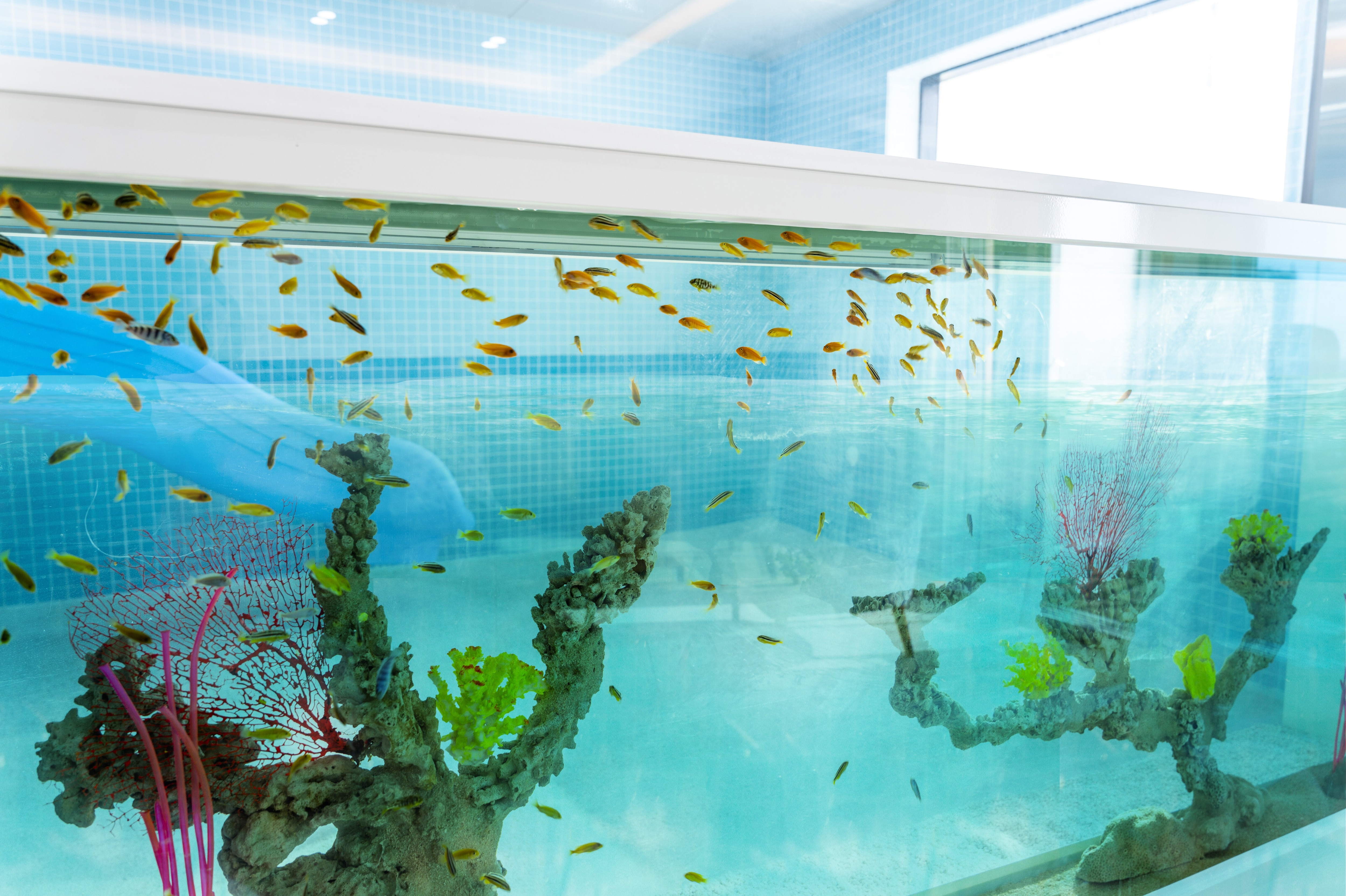 Property Image 2 -  aquarium-type kids pool villa 201