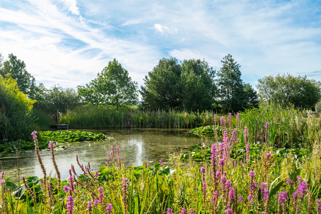 Surrounded by wildlife and nature, The Cottage is a great for people who love nature. We have deer, badgers, geese, ducks, moorhens, wild rabbits, pheasants and more.