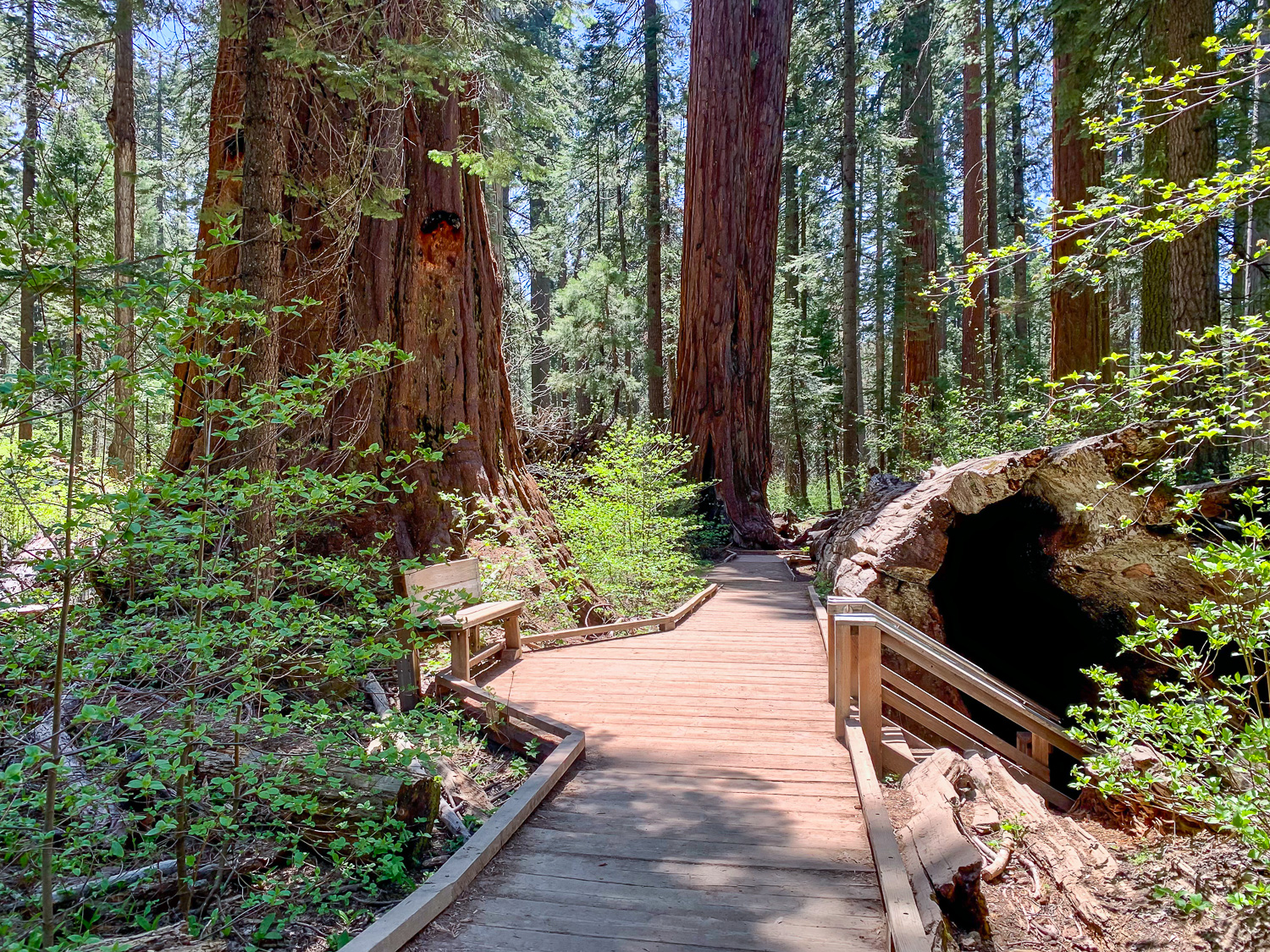 Big Trees State Park