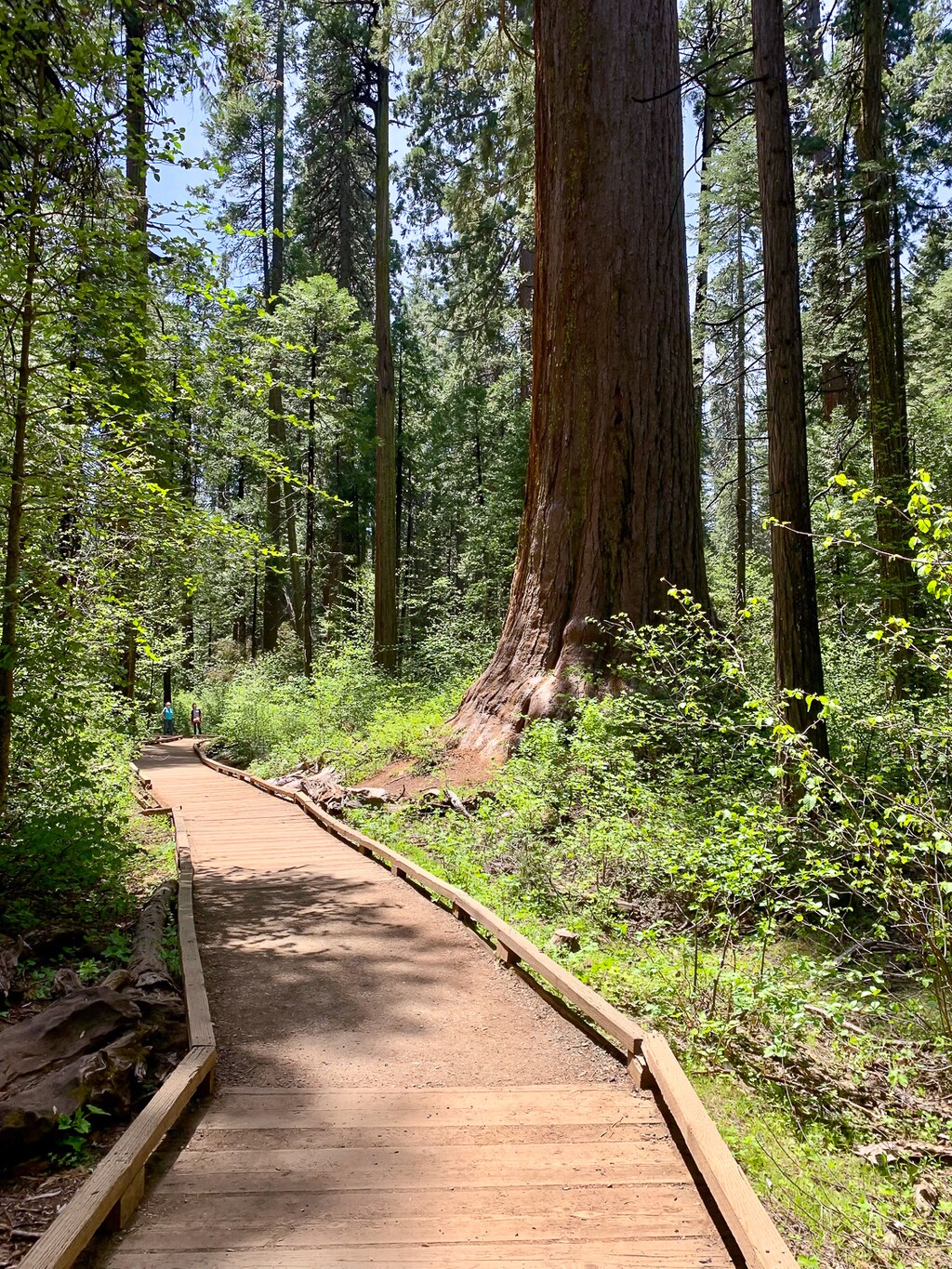 Big Trees State Park
