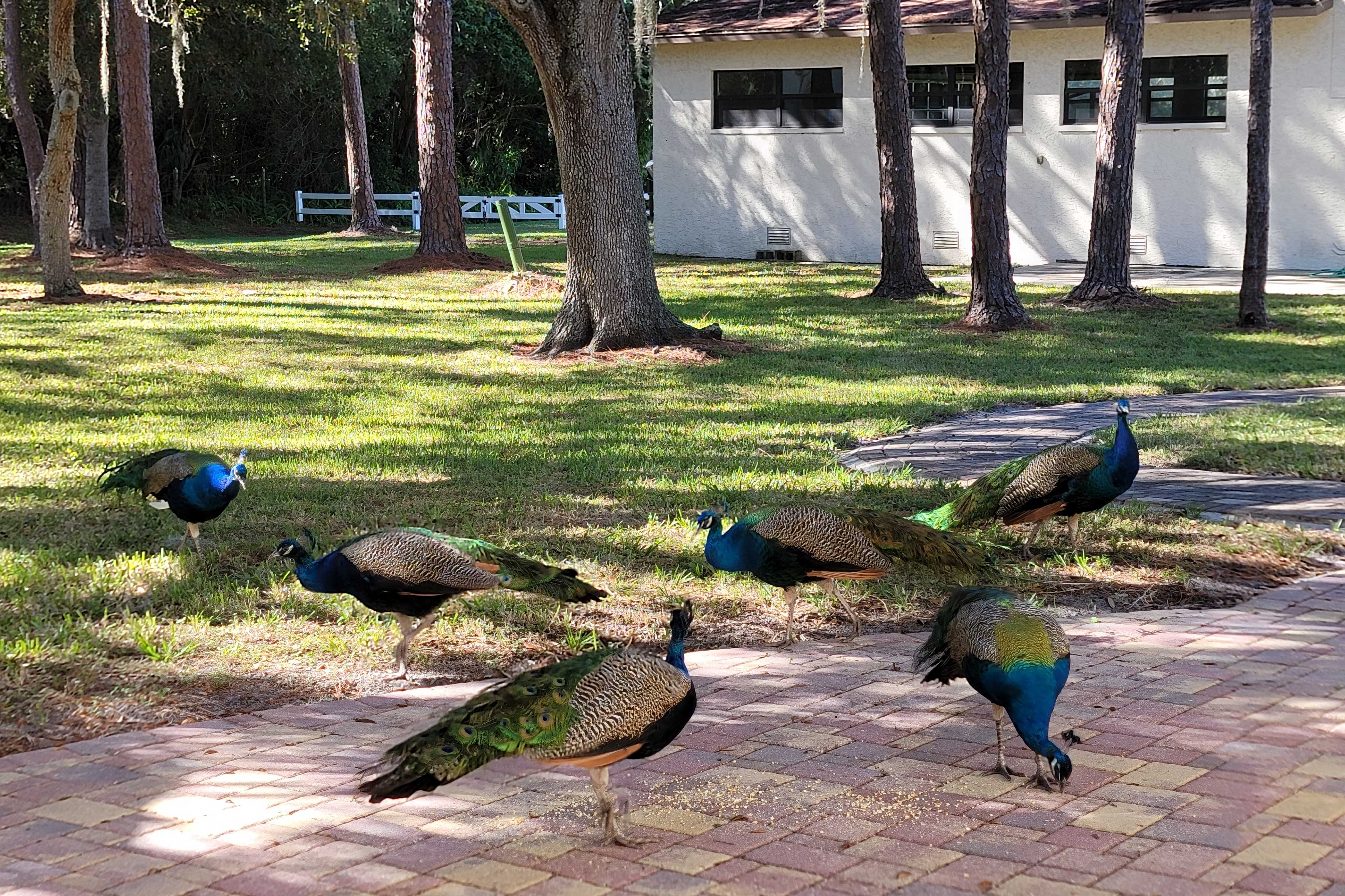 Property Image 2 - ‘The Peacock Farm’ Largo Home + Outdoor Oasis!