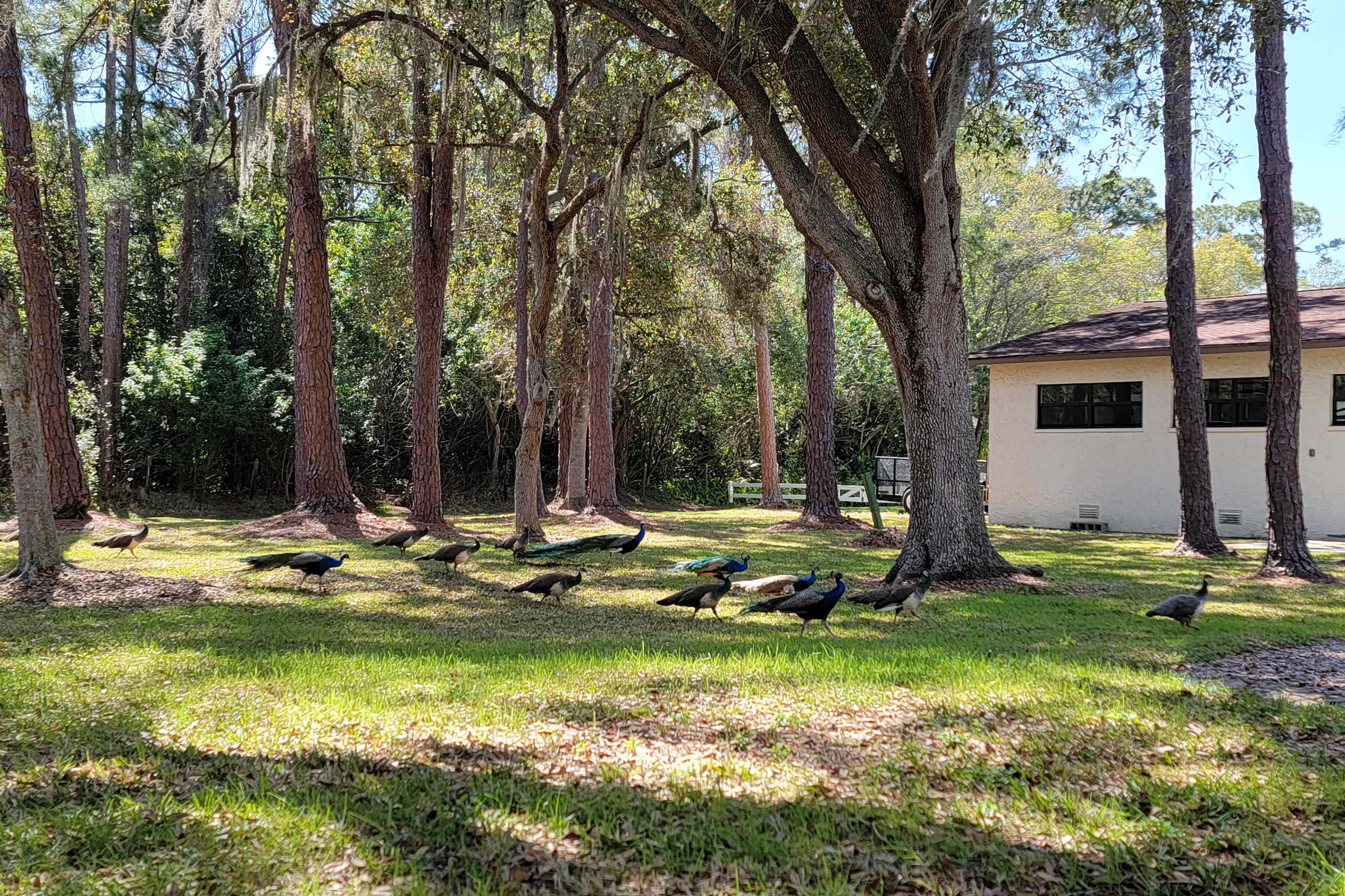 Property Image 2 - ‘The Peacock Farm’ Largo Home + Outdoor Oasis!