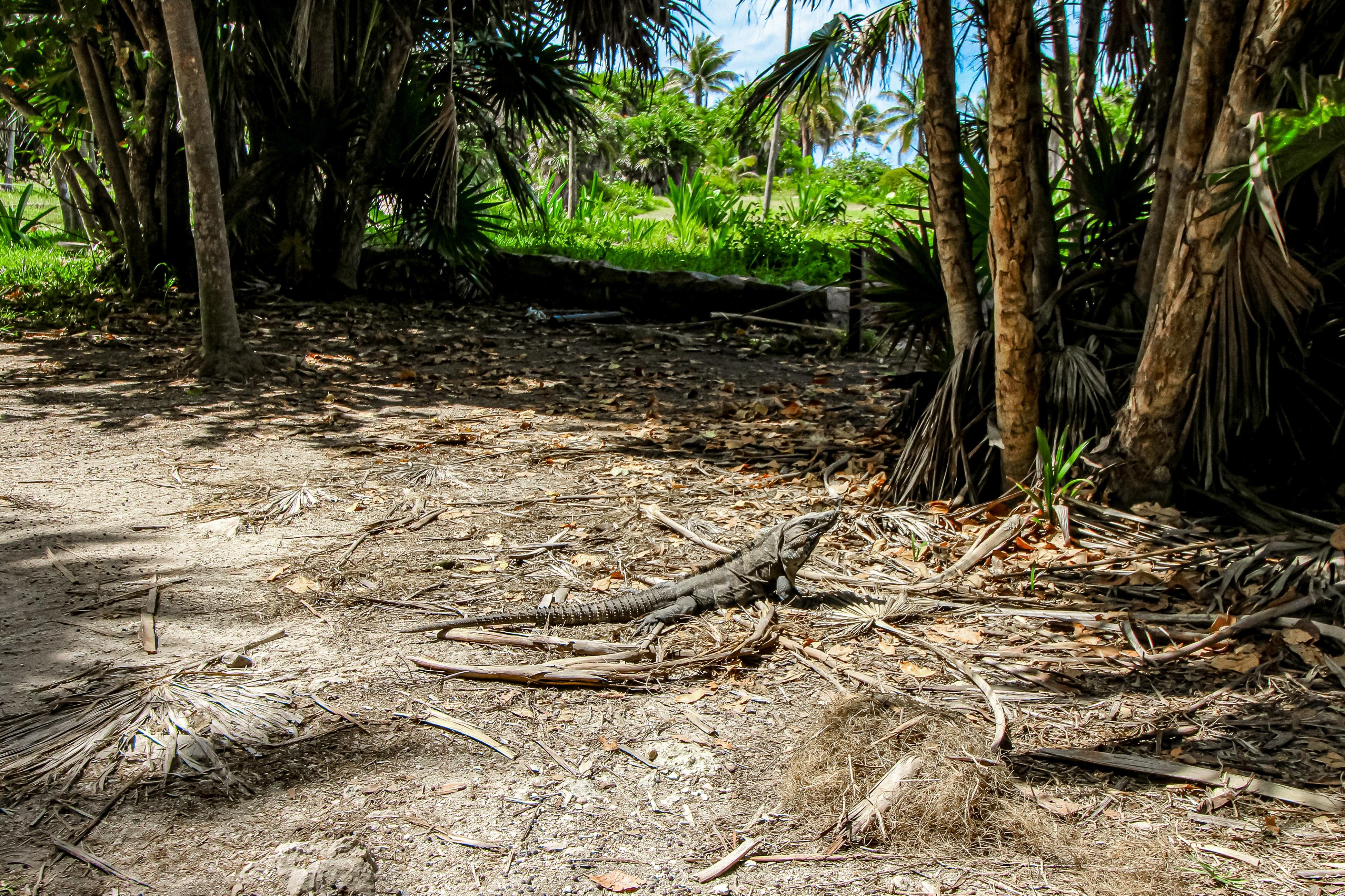 Pure Condos 303 at Aldea Zama