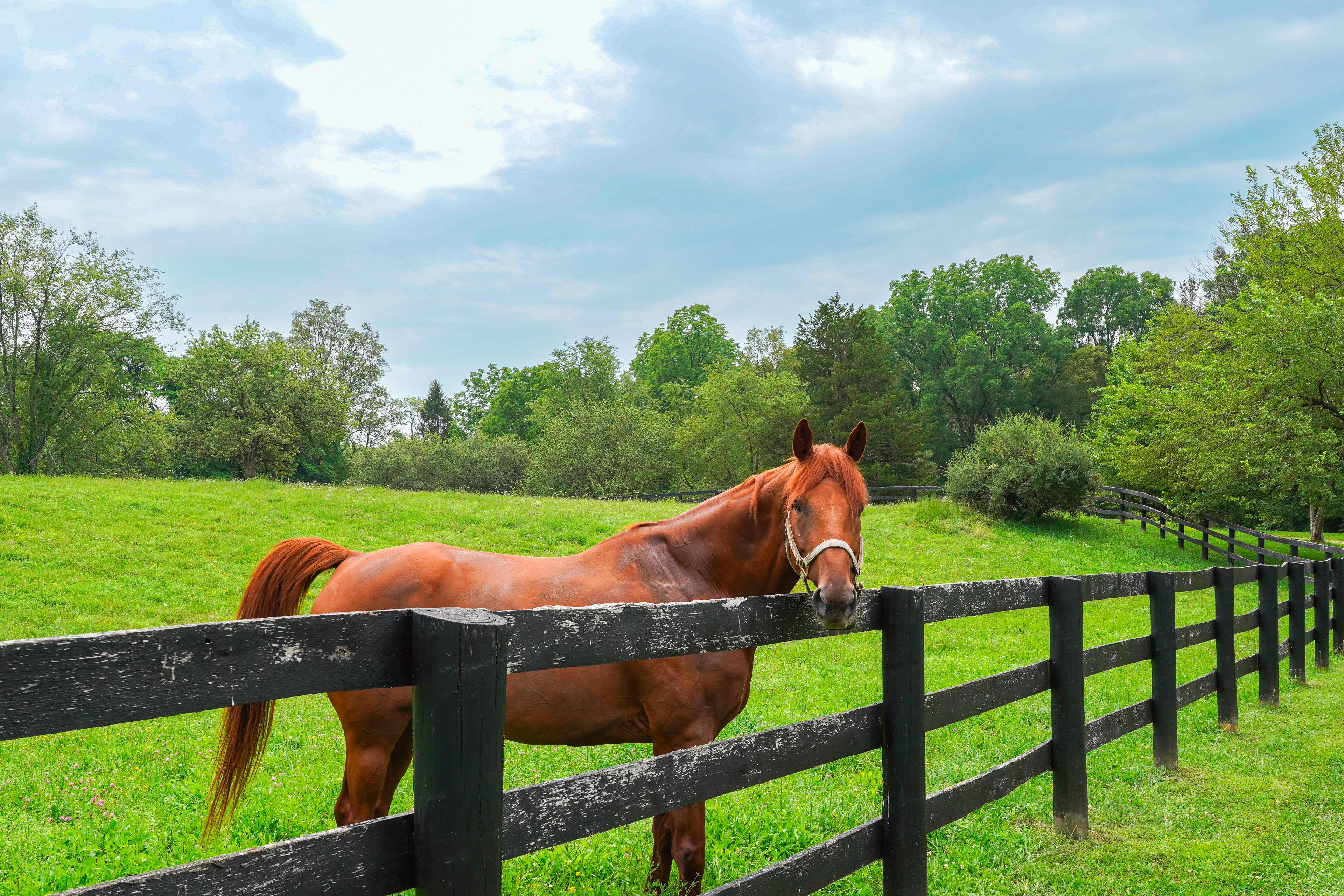 Hudson Valley Horse Farm Retreat in Salt Point