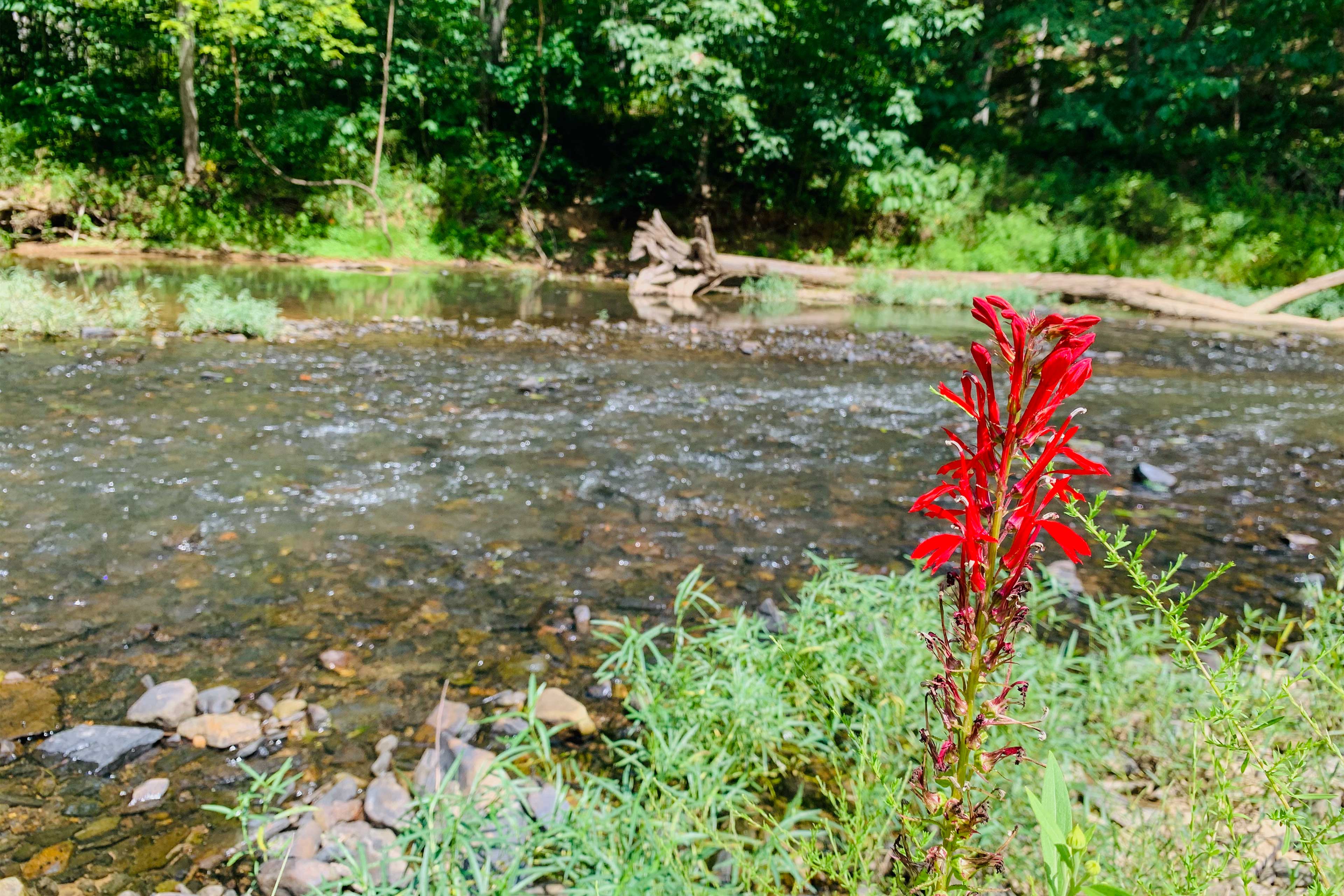 ‘Riversong’ Luxe Cabin w/ Fire Pit on North River