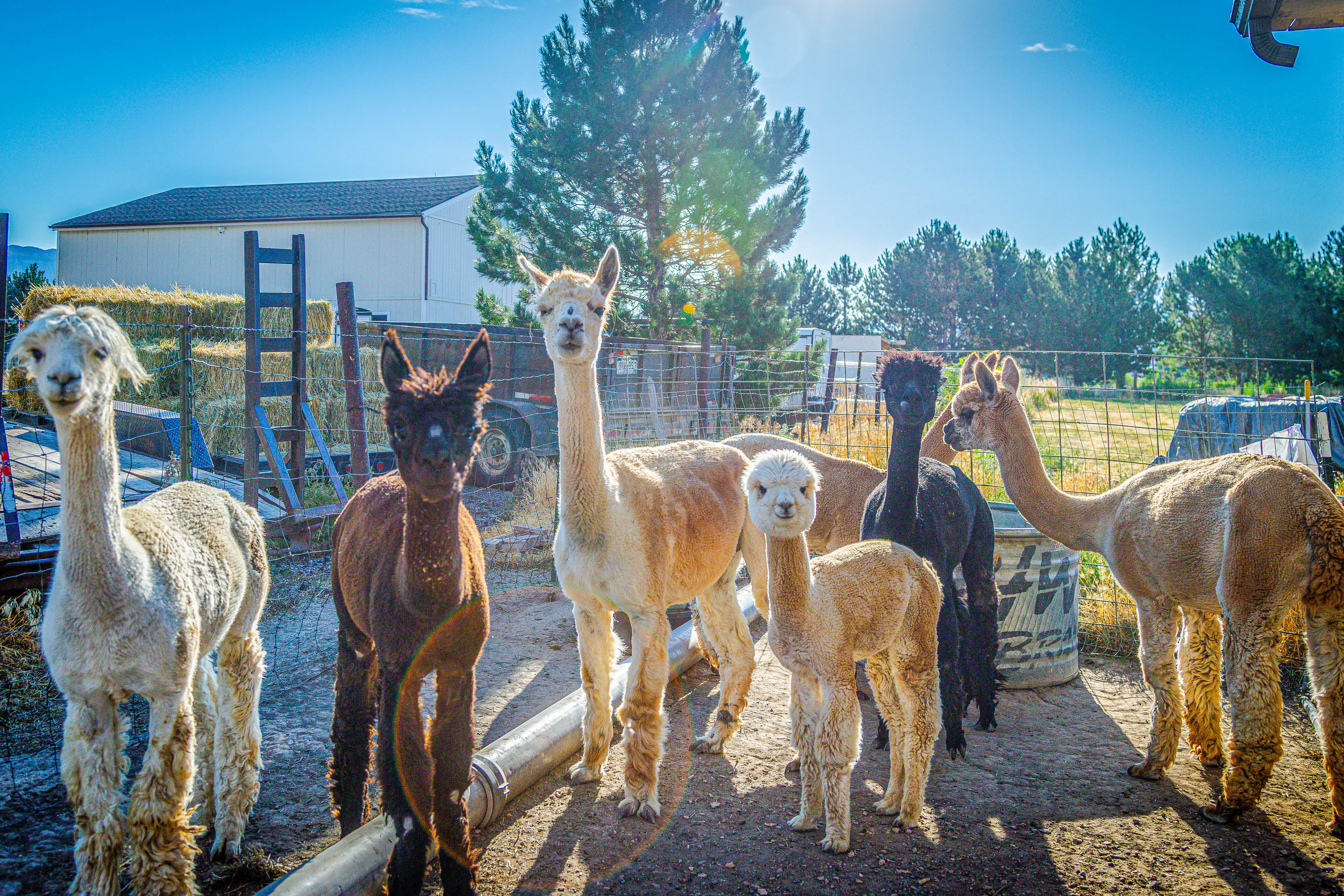 Property Image 2 - The Farmhouse at Grand Valley Getaway w/ Alpacas!