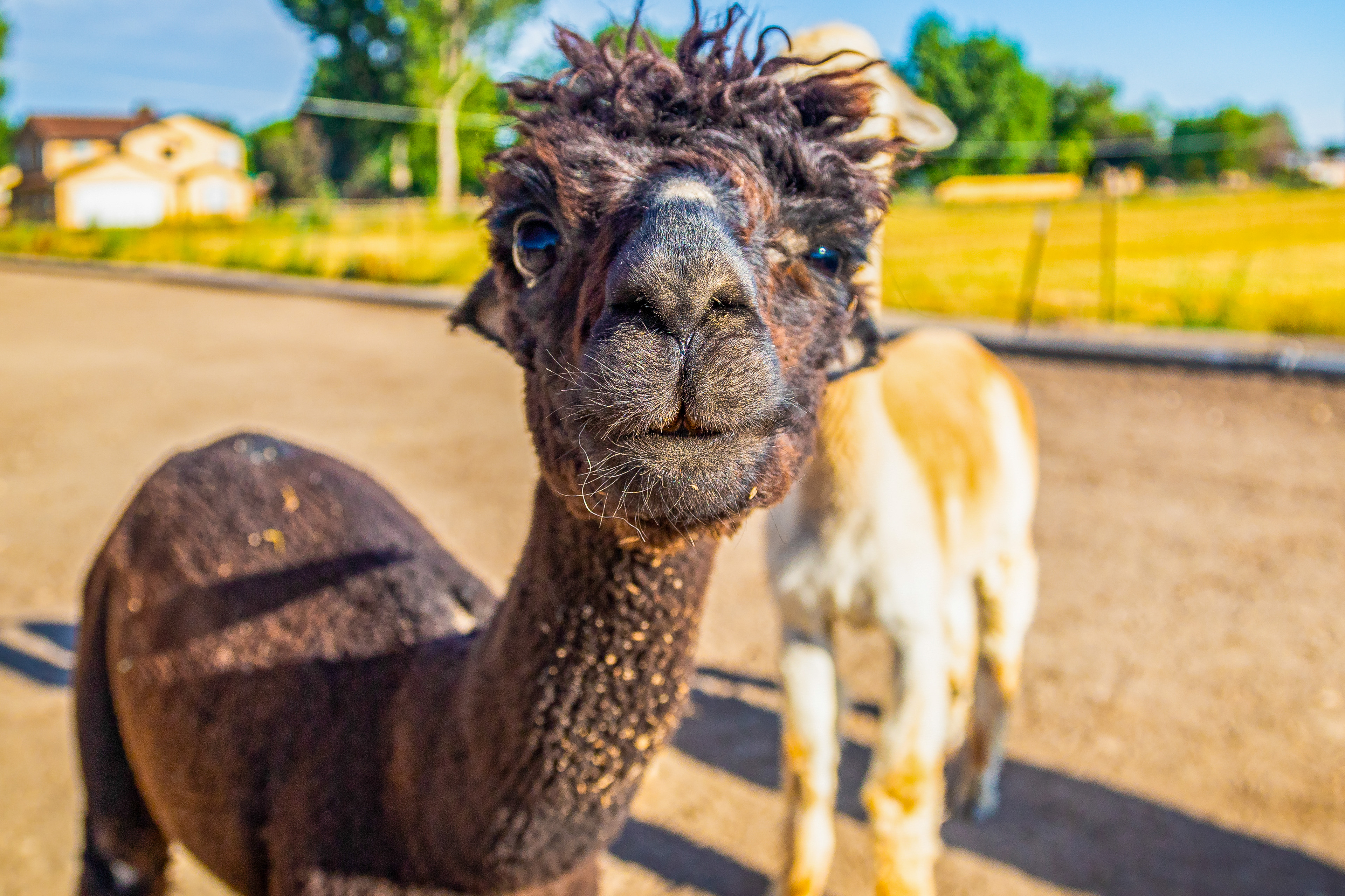 Property Image 1 - The Farmhouse at Grand Valley Getaway w/ Alpacas!