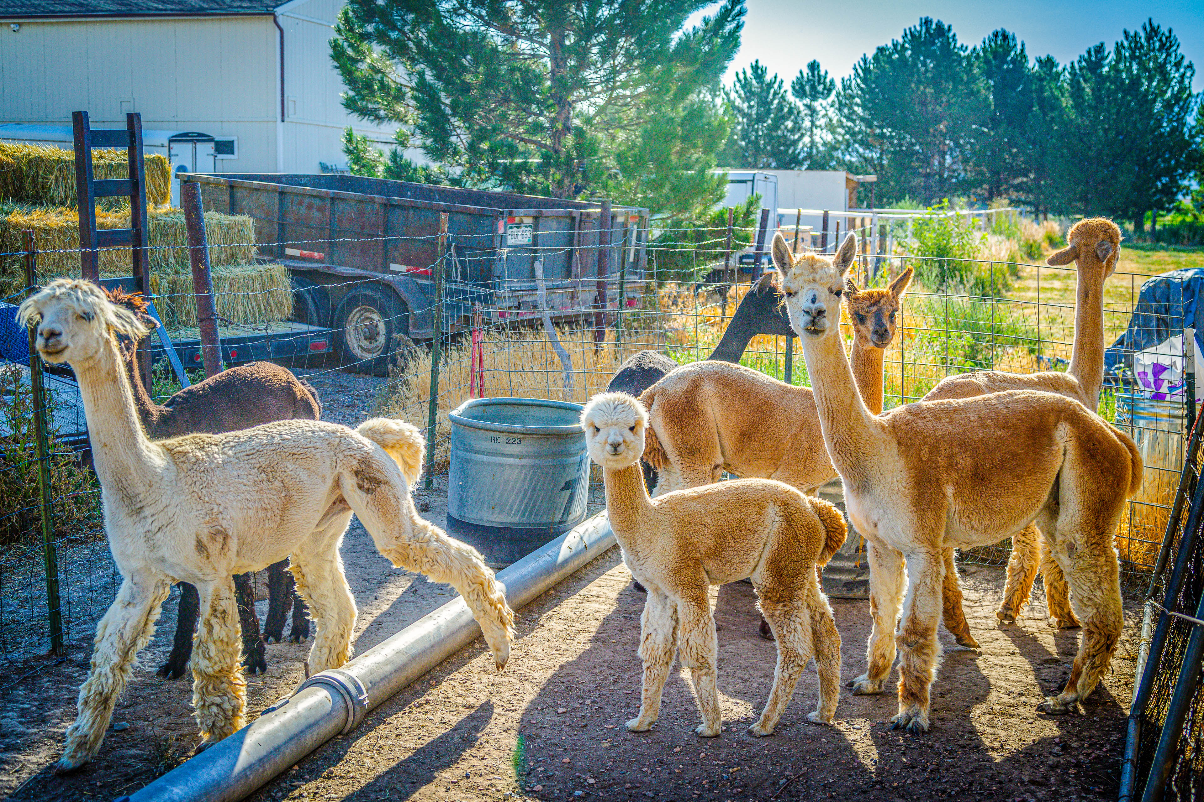 Property Image 2 - The Farmhouse at Grand Valley Getaway w/ Alpacas!