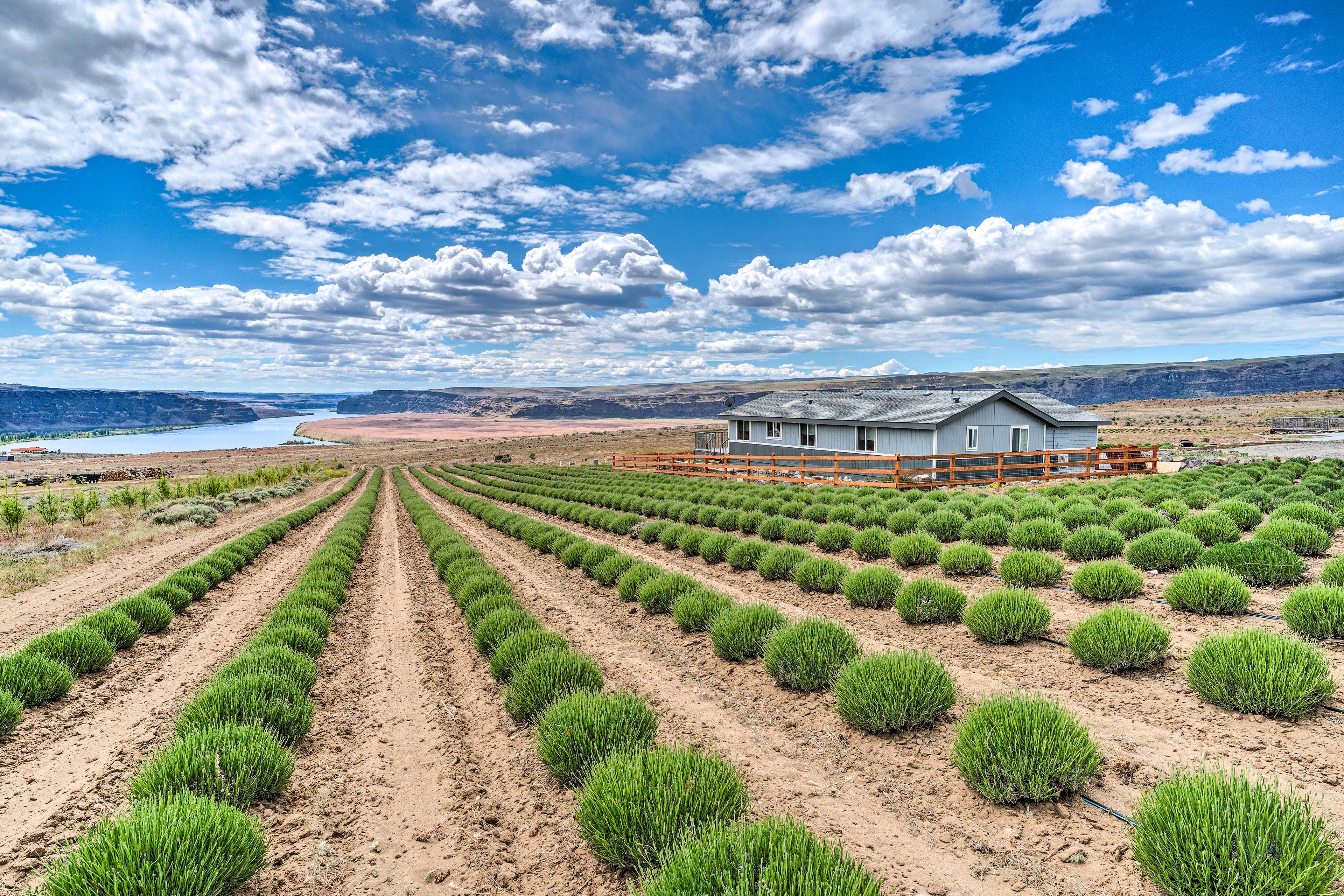 Property Image 1 - Quincy Home on Lavender Farm w/ River Views!