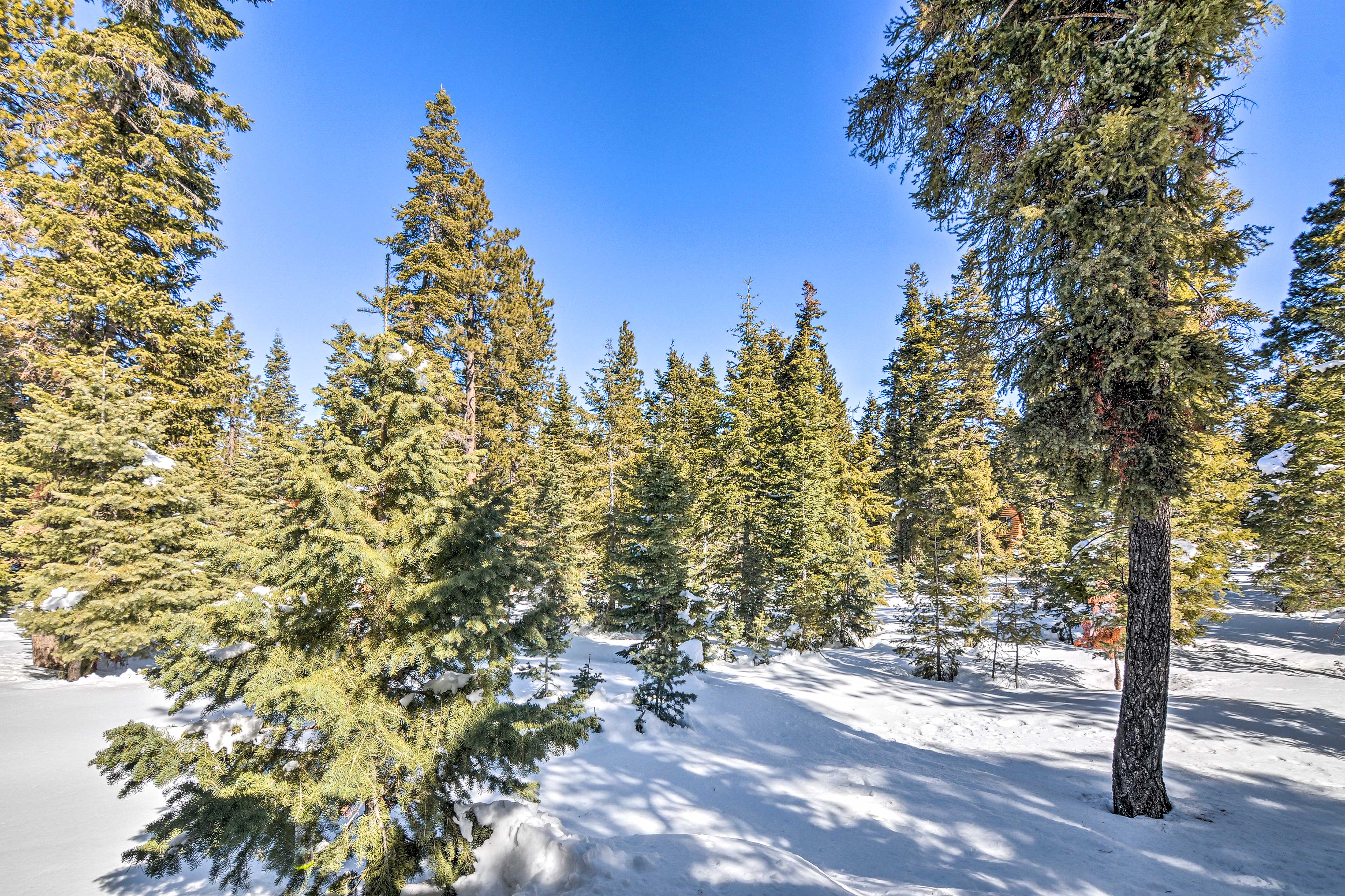 Property Image 1 - Unique Forest Cabin with Deck: Ski, Hike, Fish!