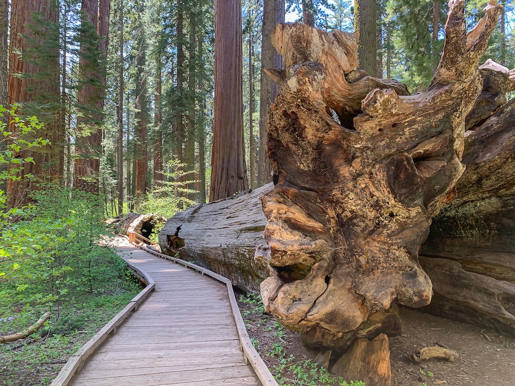 Big Trees State Park