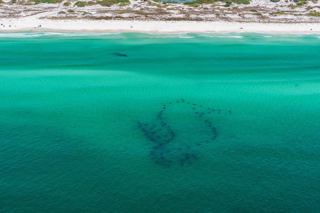Seahorse Reef Topsail Hill Preserve State Park 