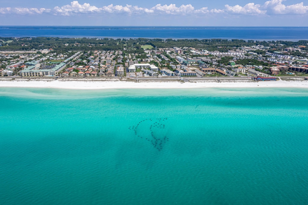 Beautiful dolphin reef 