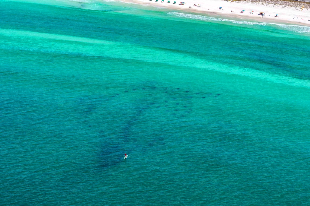 Dolphin Reef  Miramar Beach Regional Access