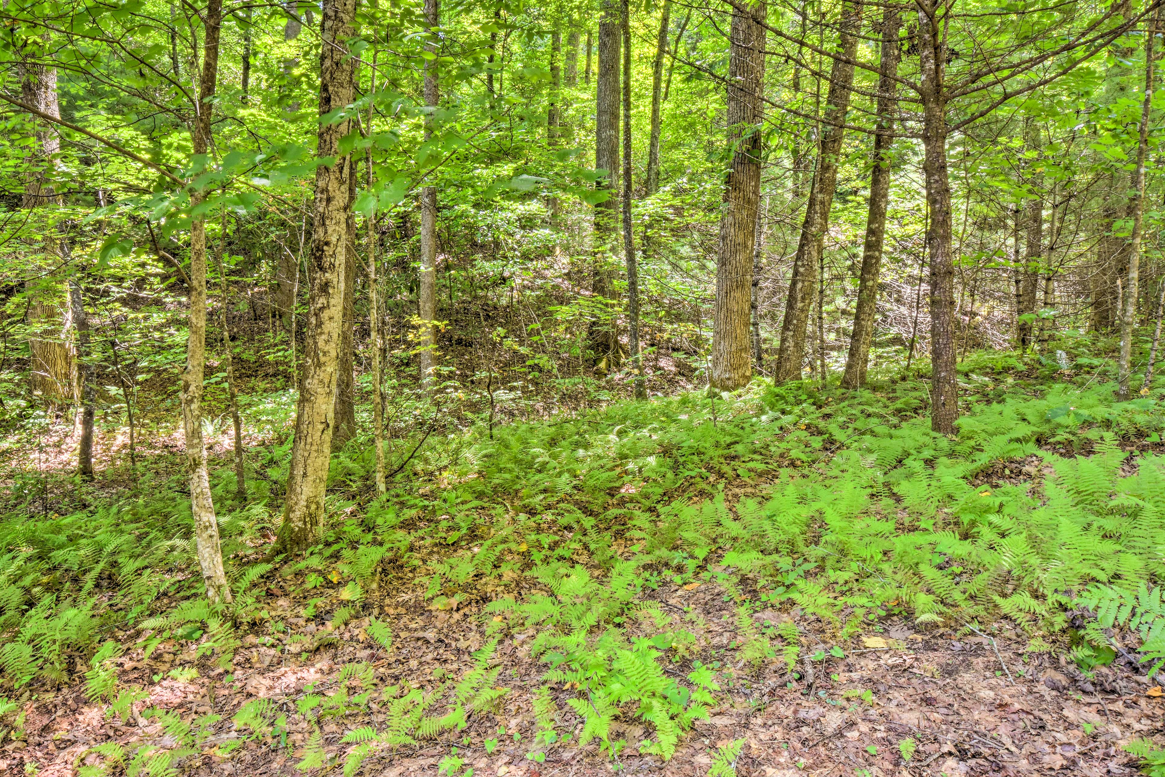 Property Image 1 - Otto Mountain Cabin Near Hiking w/ Fire Pit & Deck