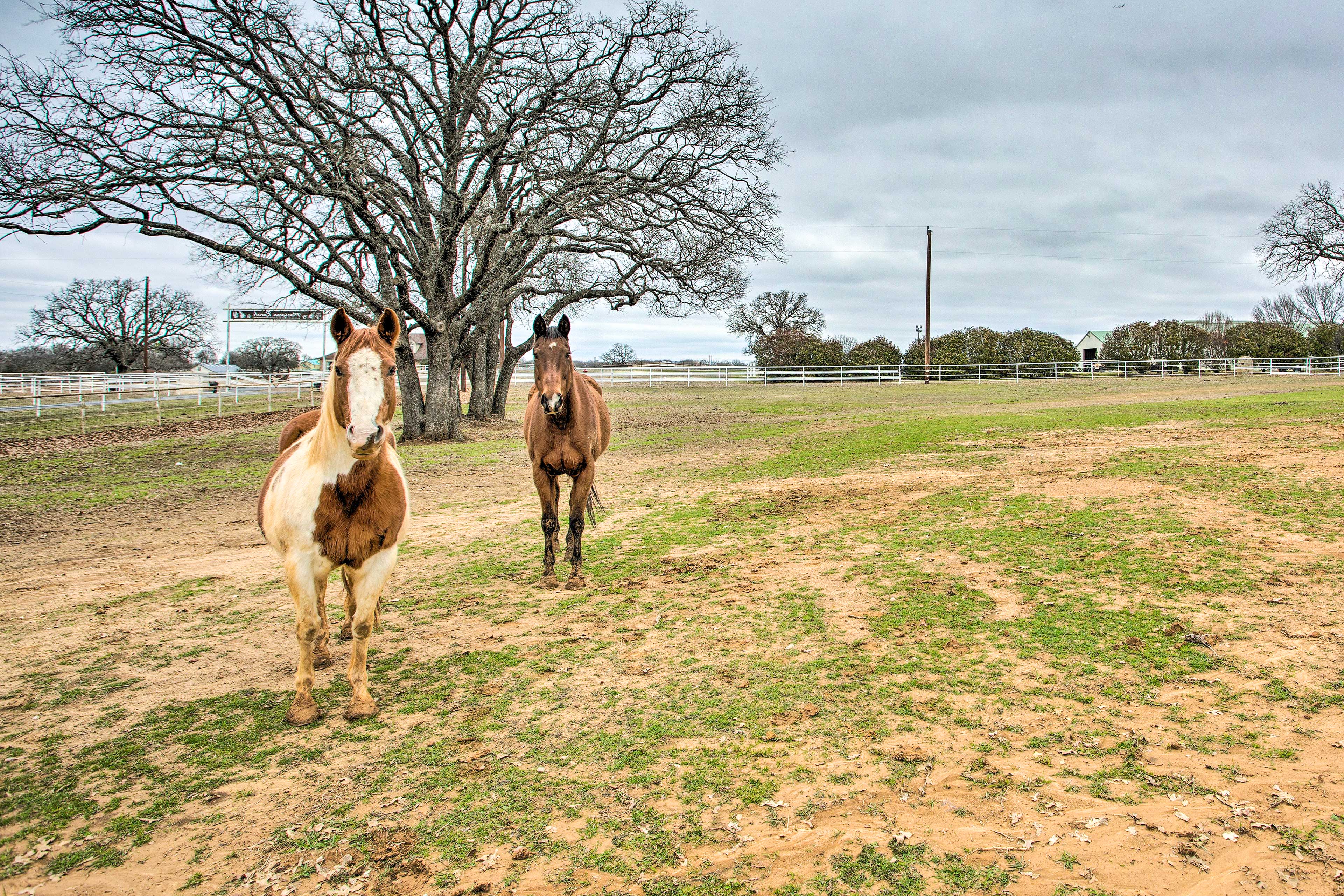 Property Image 2 - Dog-Friendly Texas Ranch w/ Patio, Horses On-Site