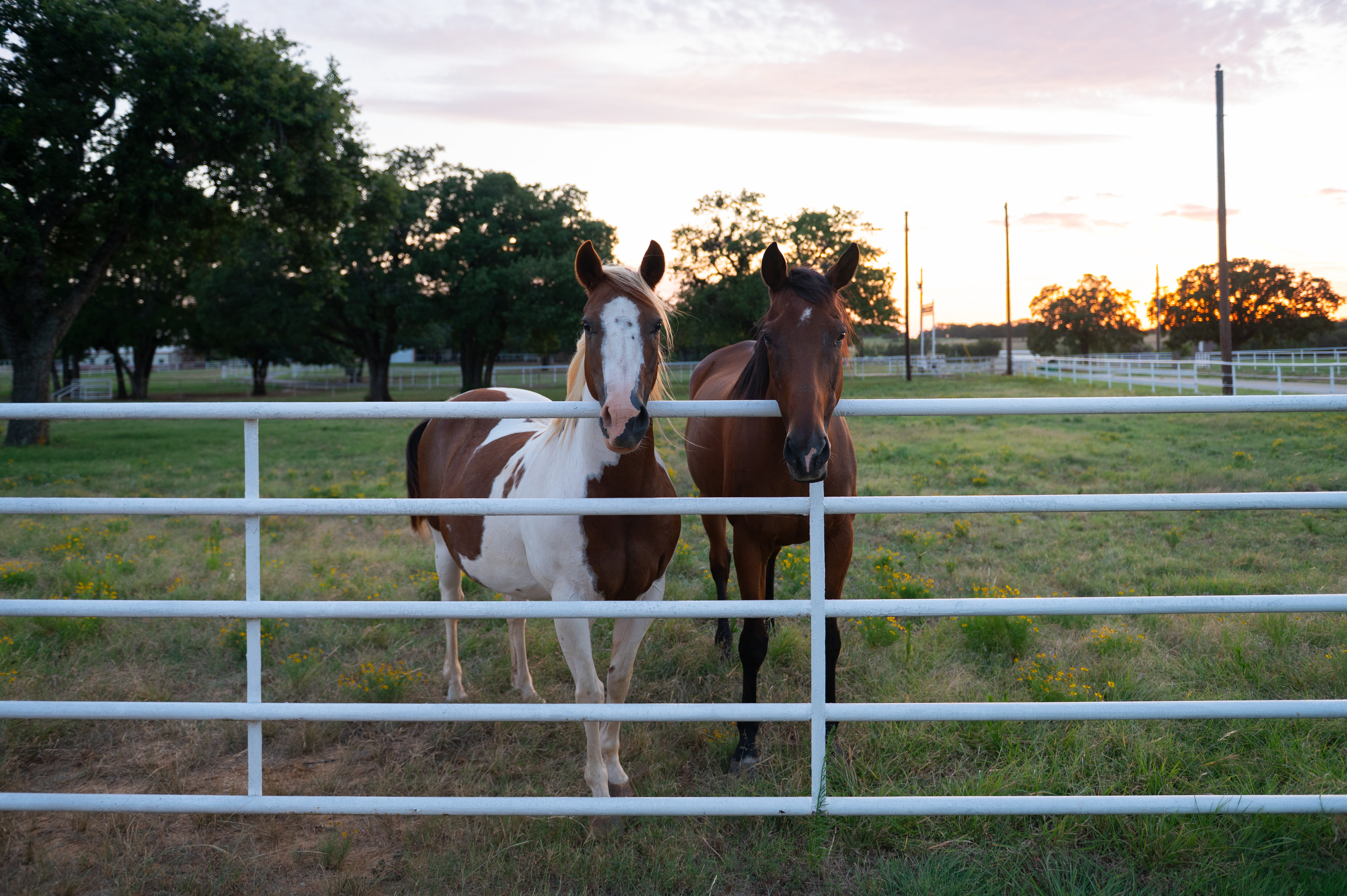 Dog-Friendly Texas Ranch w/ Patio, Horses On-Site