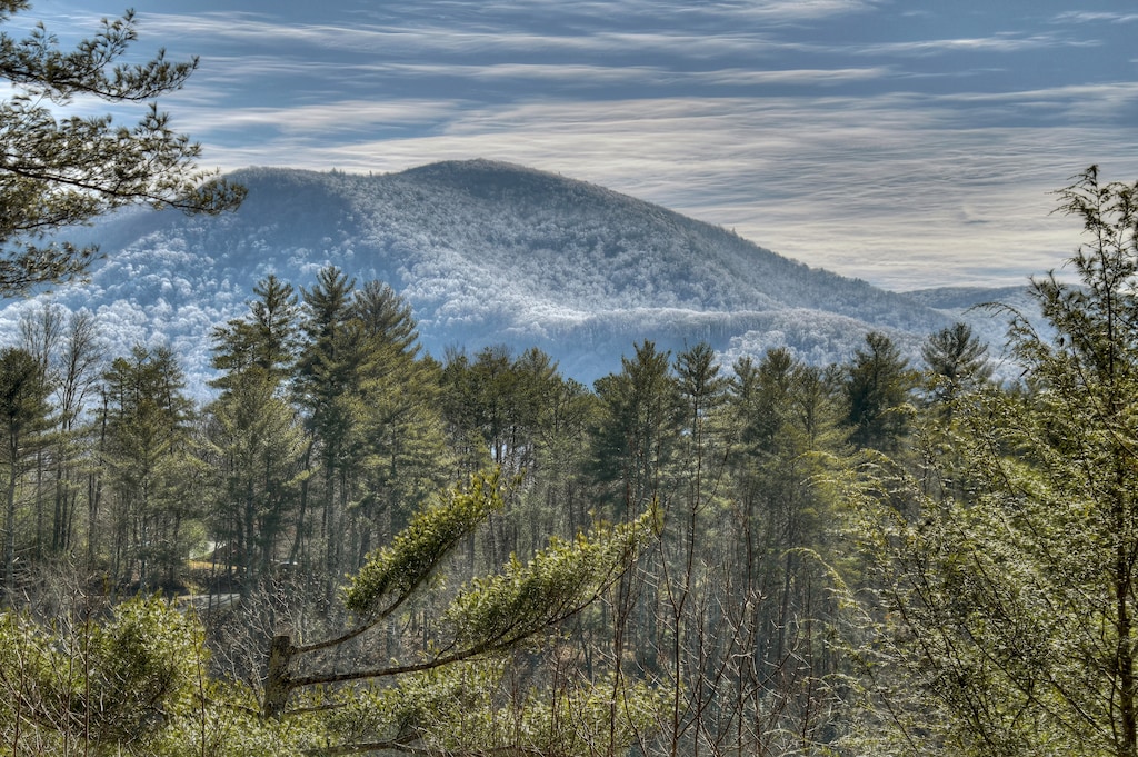 Traveller - Forest and Mountain Views