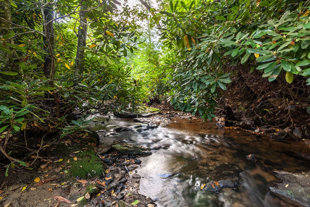 Peaceful Creek in the Backyard