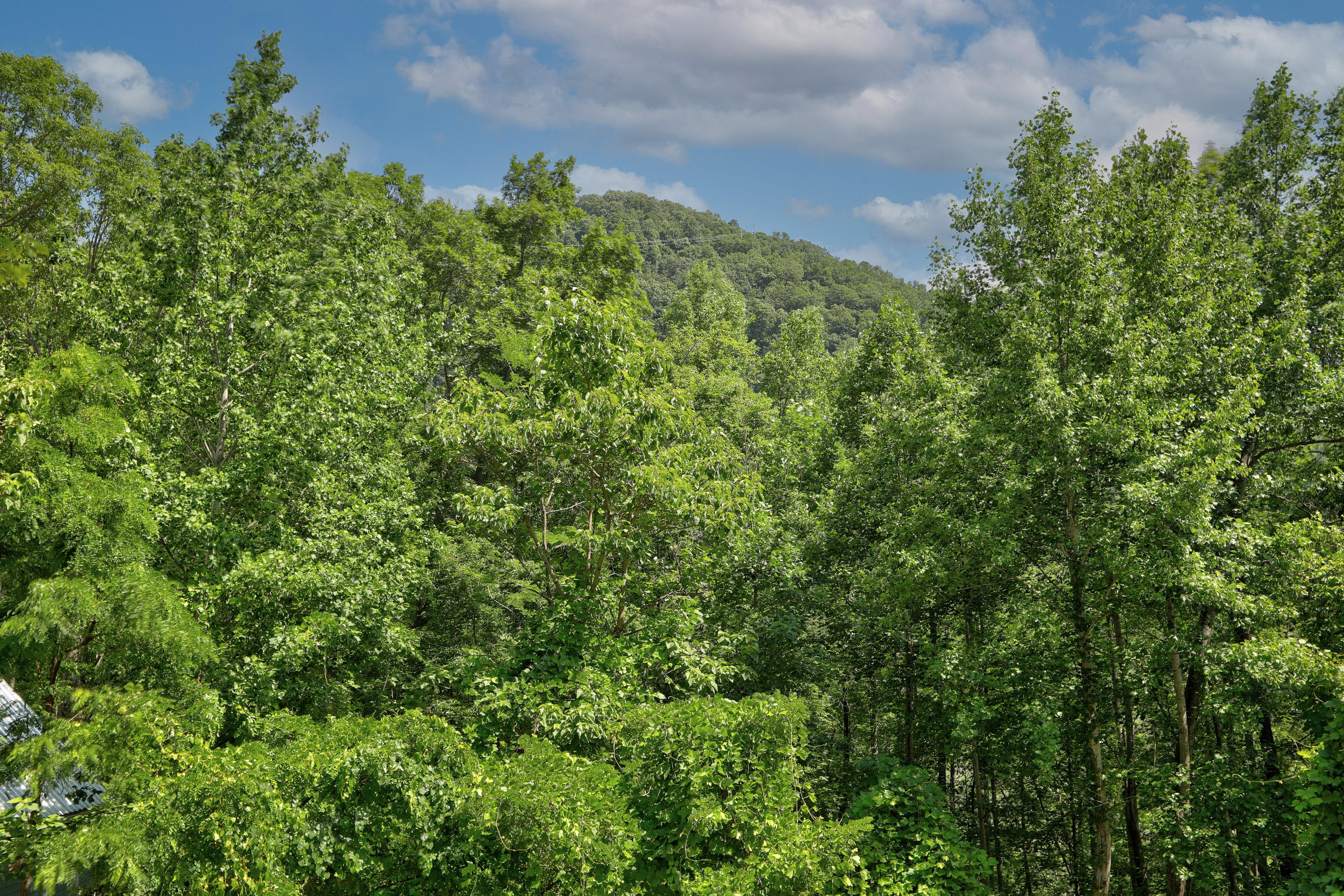 Blue Ridge Delight