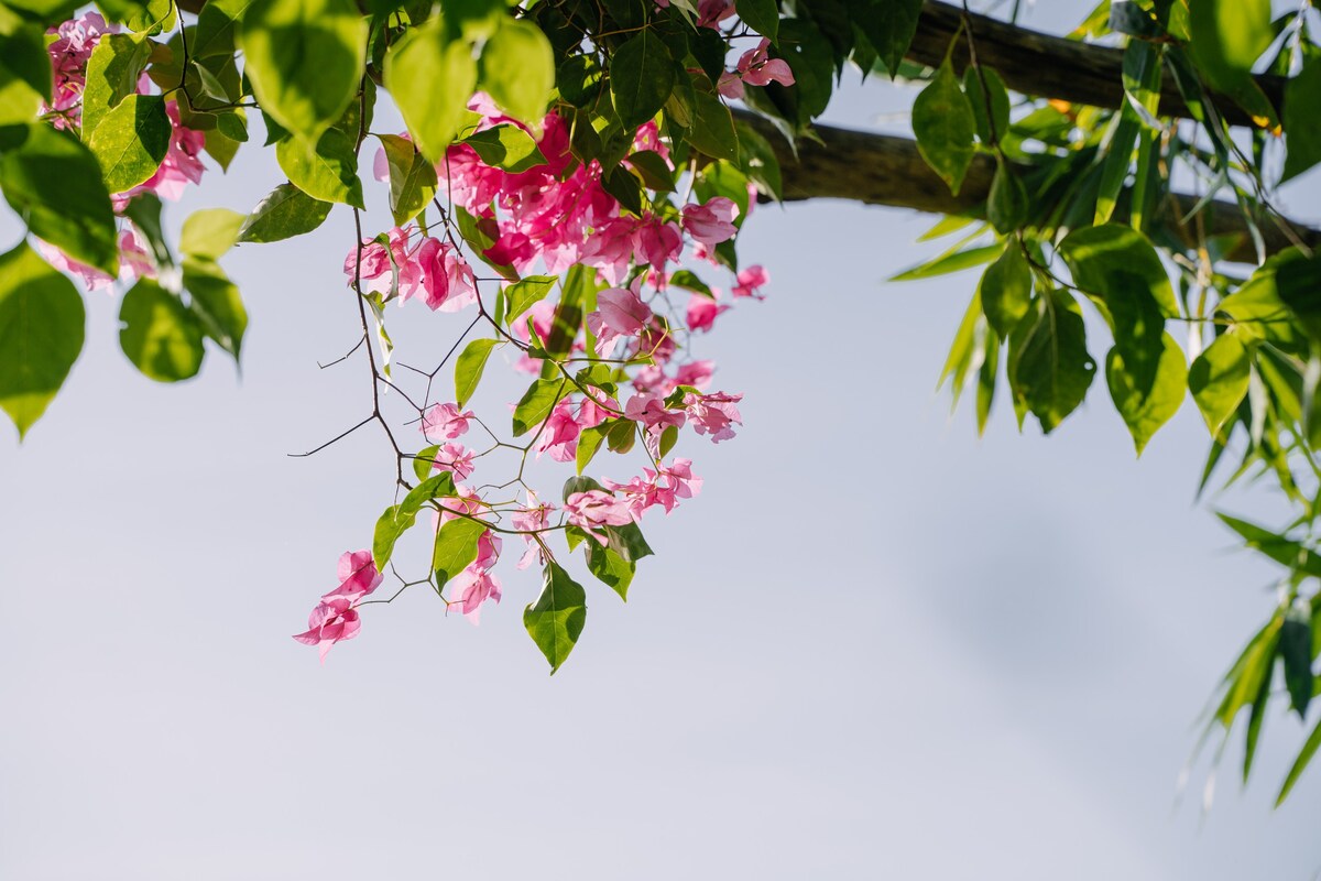 Bong Villa in Hoi An