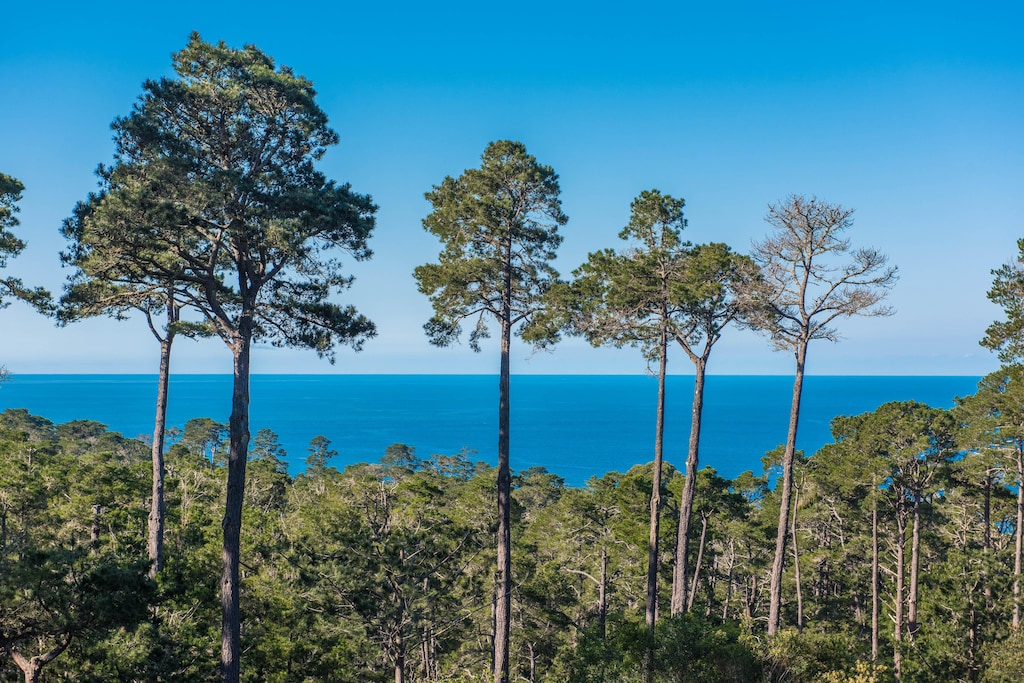 This is One of the Views from the Home Through the Treetops