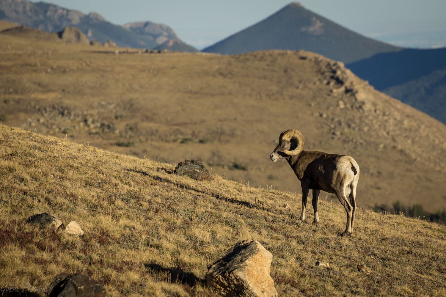 Your Vacation House - Rocky Mountain National Park - 
Bighorn sheep on alpine tundra.