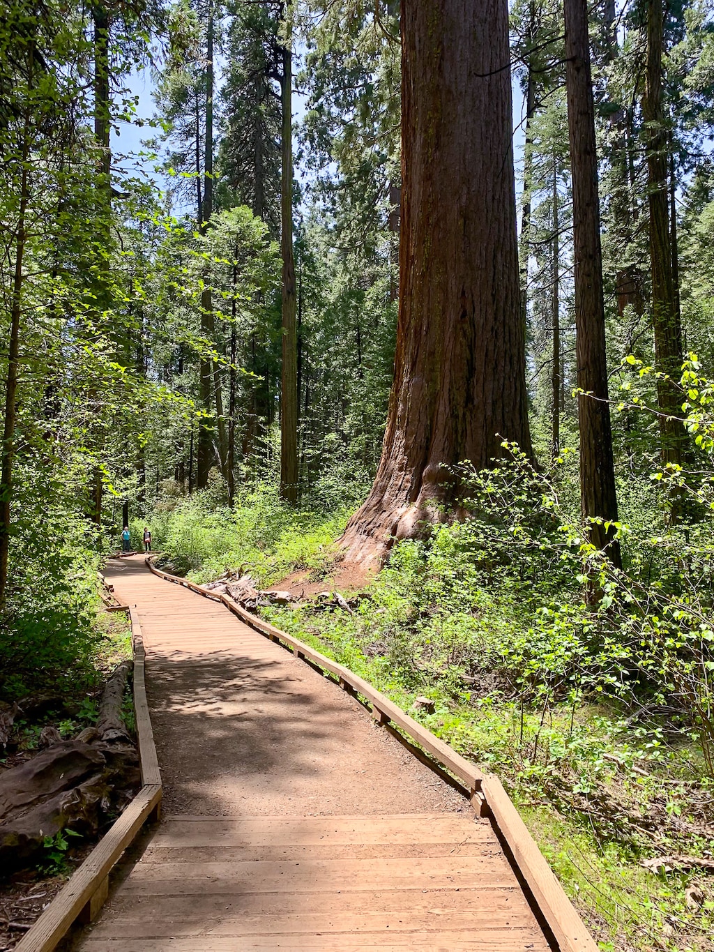 Big Trees State Park
