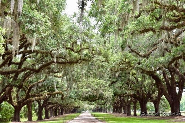 Majestic "Avenue of Oaks" at Boone Hall Plantation