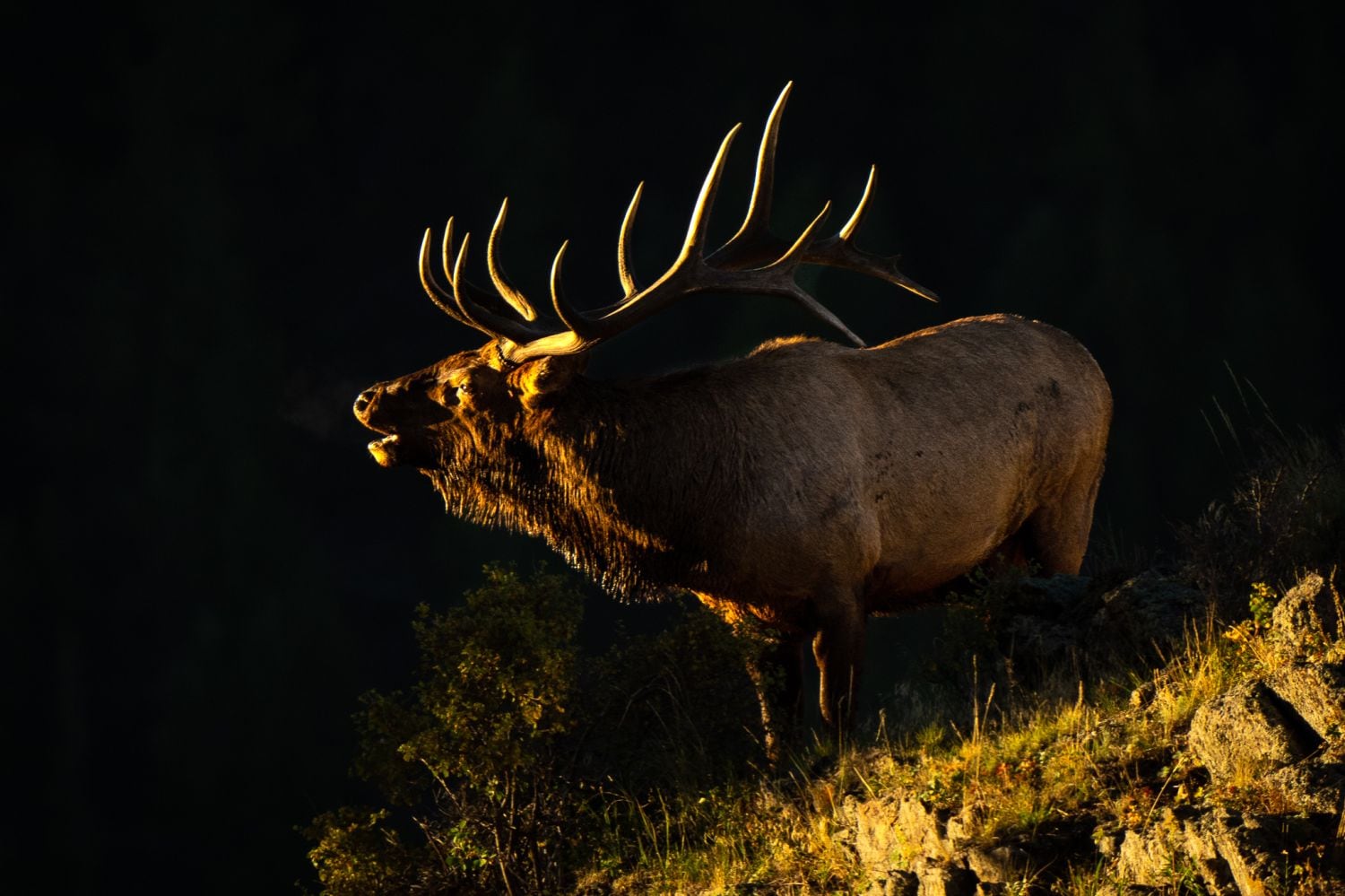 Fall River Retreat - Fall River Retreat in Estes Park, Bull elk.