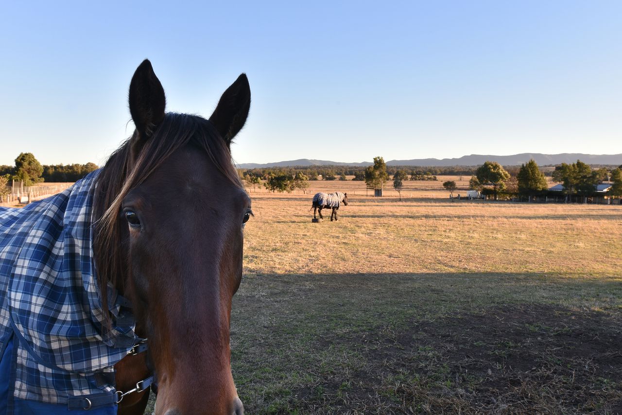 Property Image 1 - Clydesdale Cottage on Talga with real Clydesdale Horses