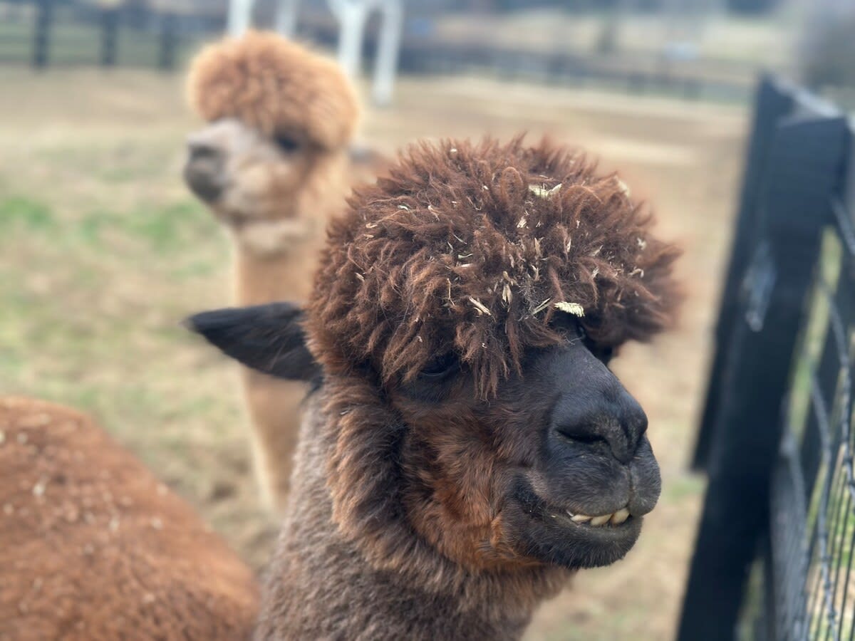 5. Our friendly Alpaca's can be seen and visited right outside your back porch area.