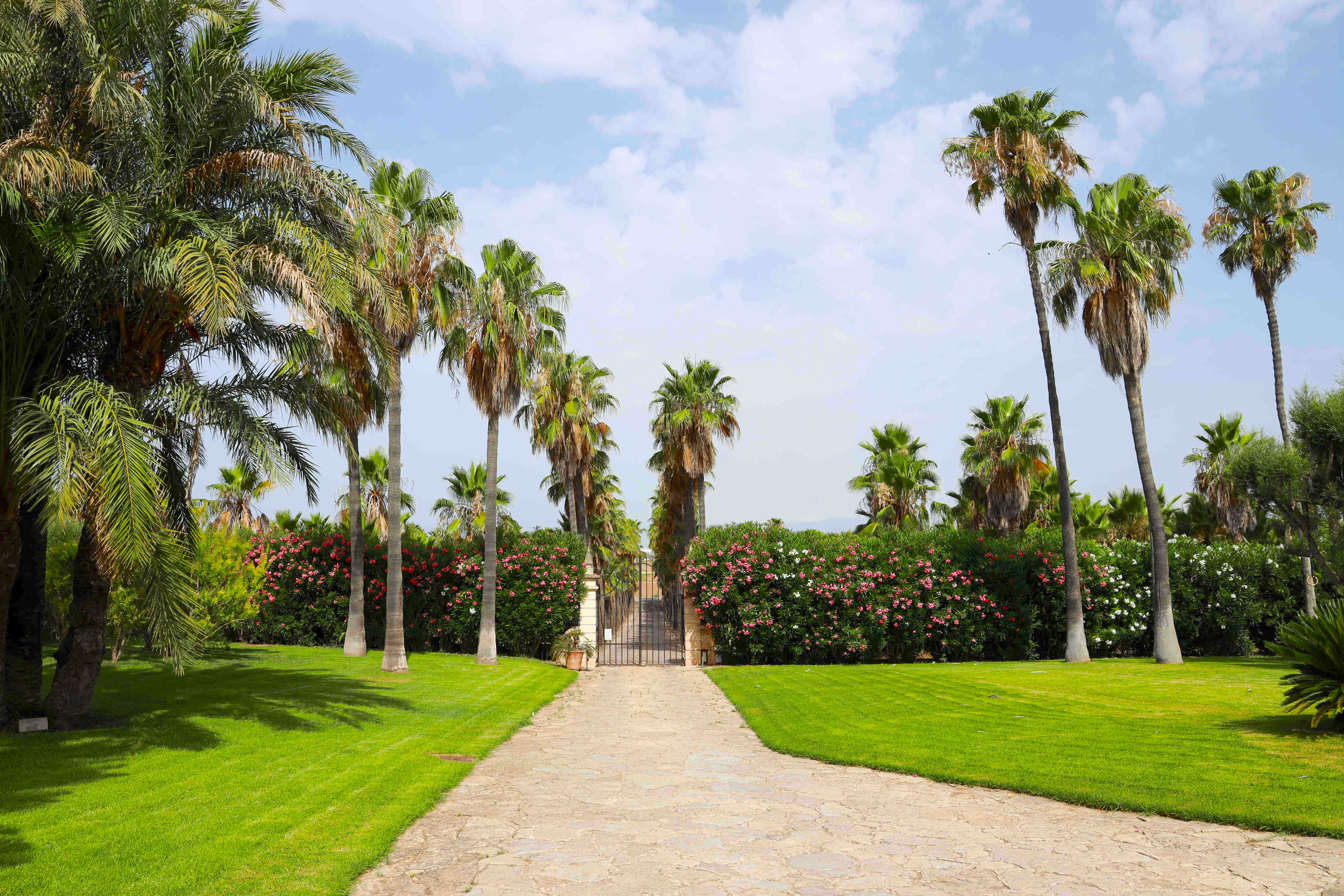 Here we see the main entrance to the Villa. Before entering the villa we find thousands of palm trees surrounding the villa. As we enter we find wide lawns, palm trees, other trees and shrubs.