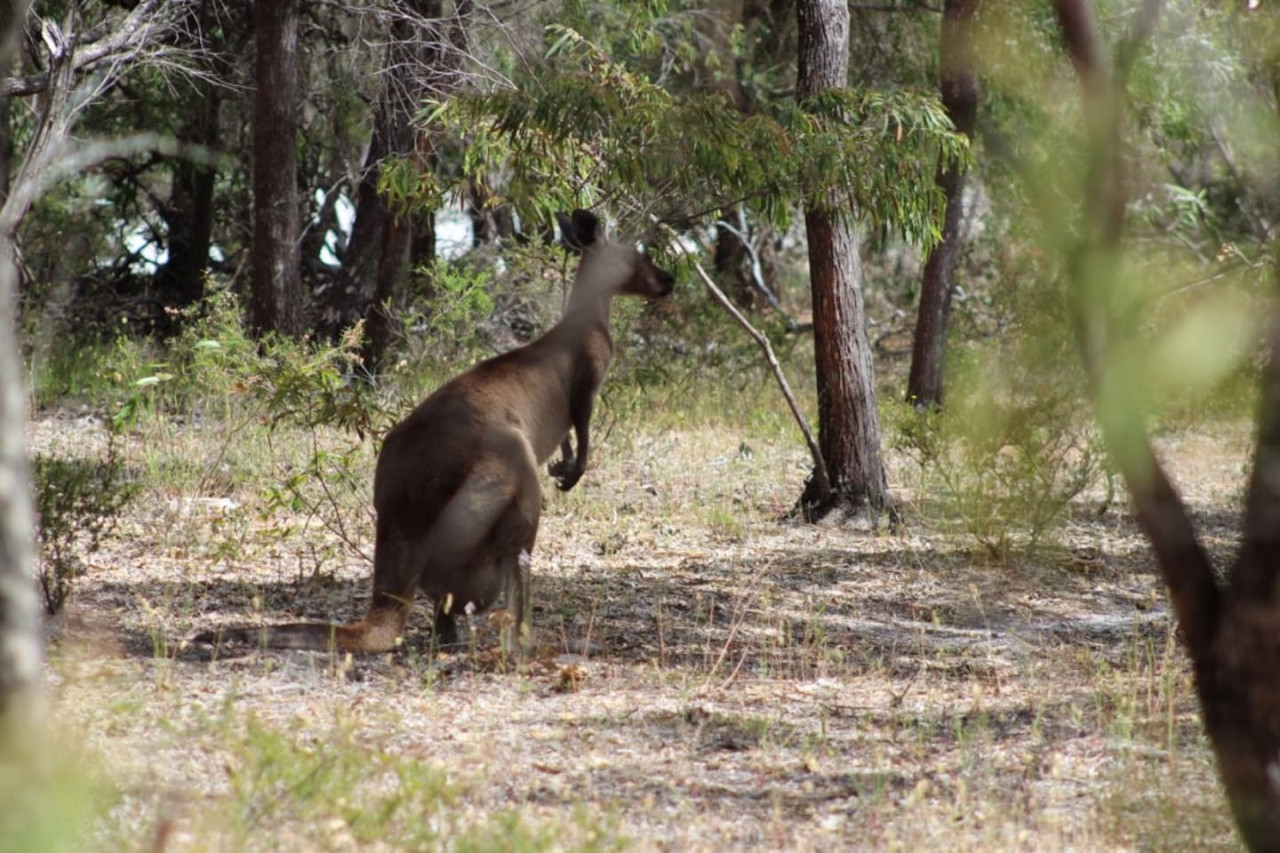 Property Image 2 - Meelup Ridge