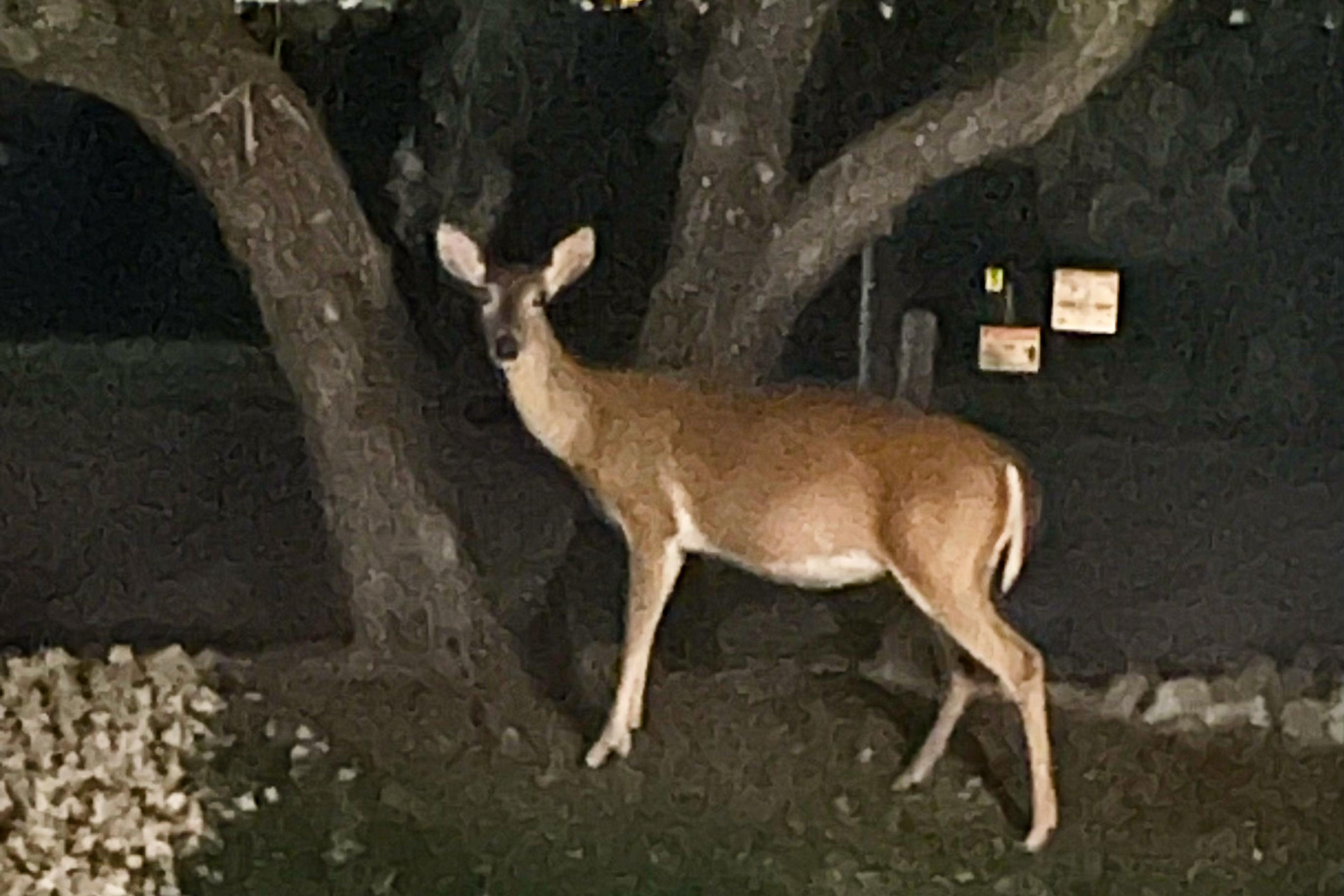 Lago Vista Hideaway Lago Vista Hideaway