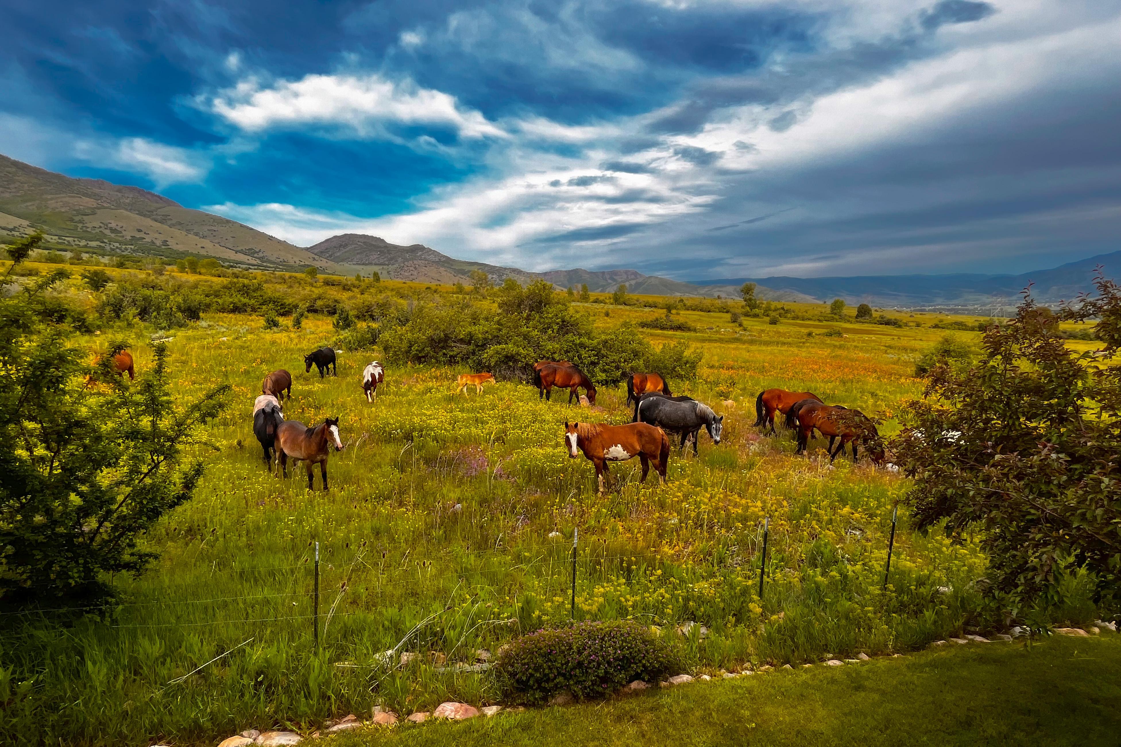 Wild Horse Meadows - Home Rental in Eden