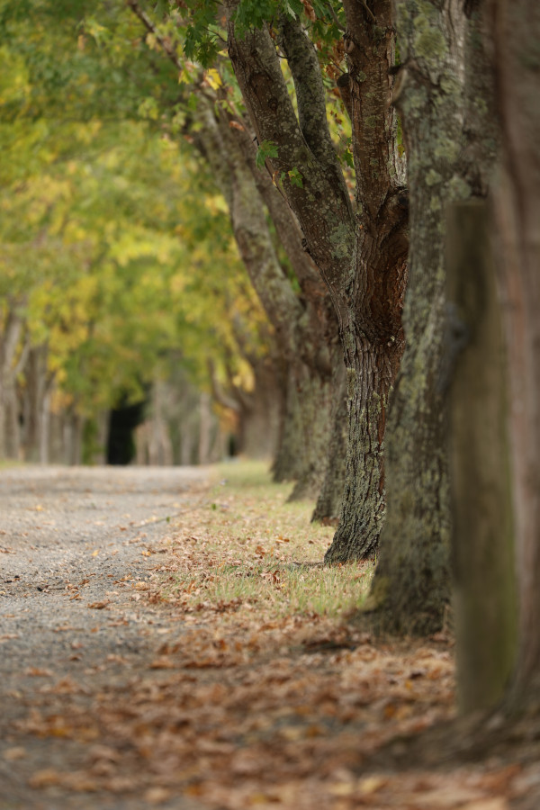 The Loft 1BR Rustic Picturesque Cottage