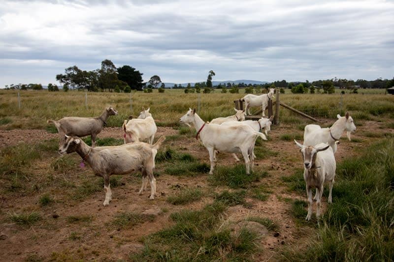 Goat farm experience