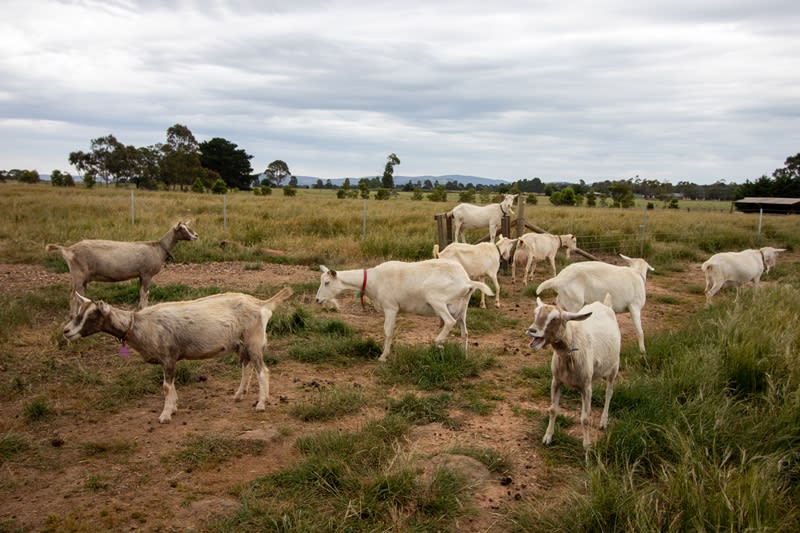 Goat farm experience