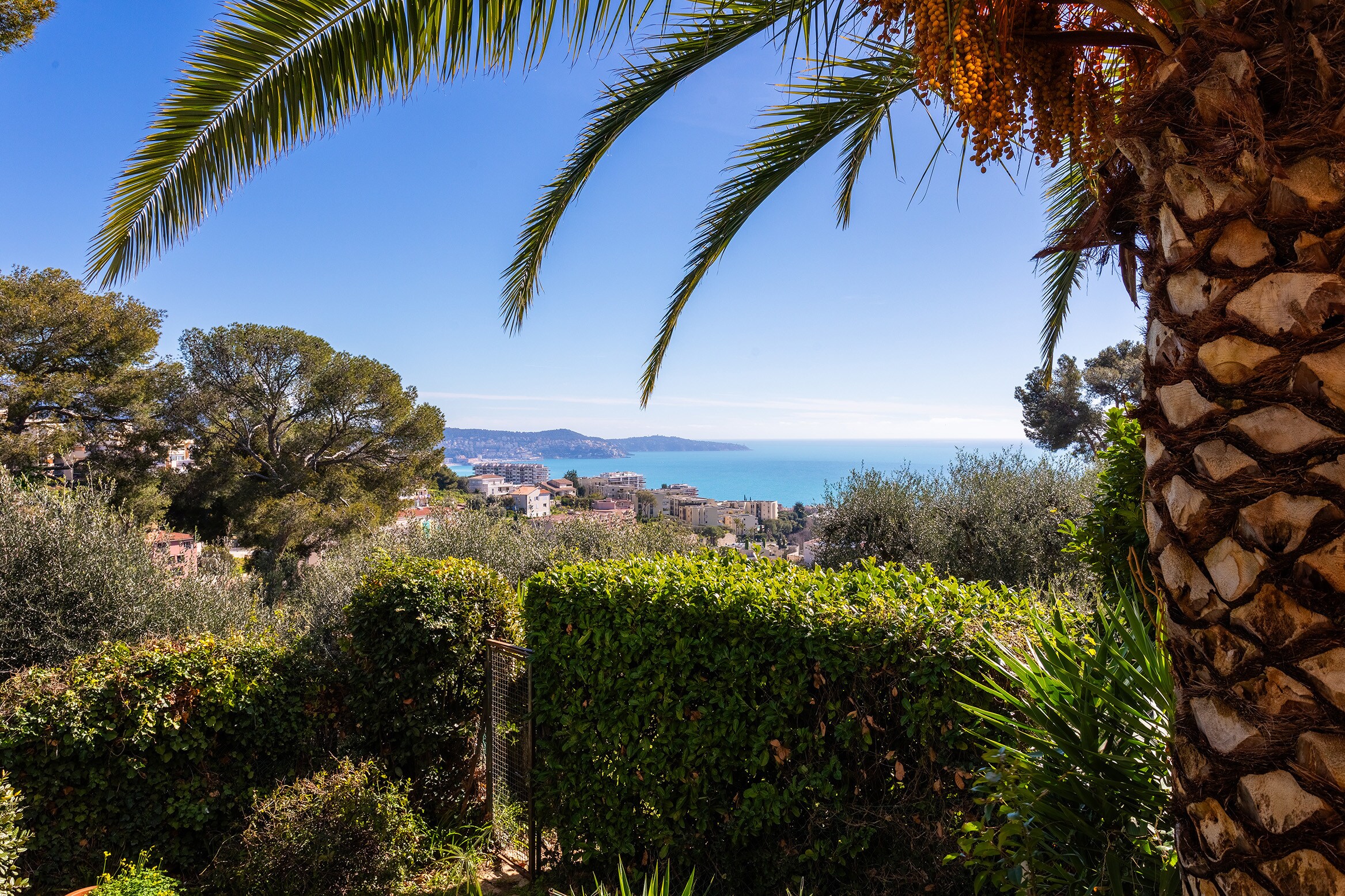 Panoramic view from the garden, surrounded by palm trees and greenery, overlooking the Mediterranean Sea and hills.