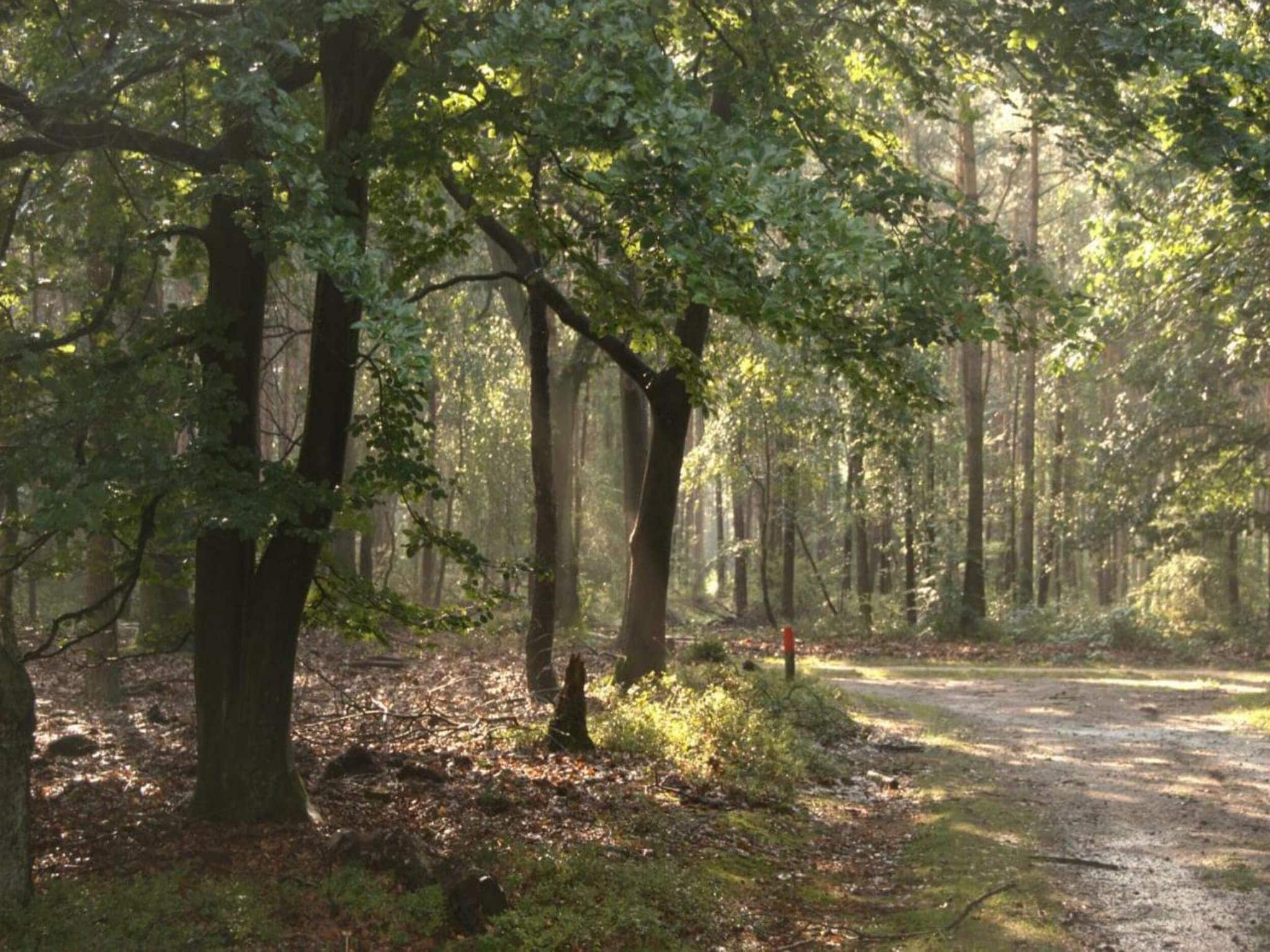 Calming Hideaway in Veluwe